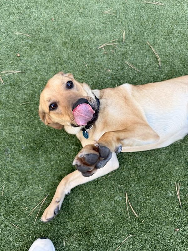 Enlarge Tate, a ADOPTABLE Mixed Breed in Truckee, CA image 5/6