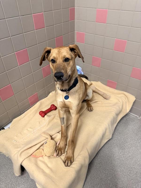 Enlarge Tate, a ADOPTABLE Mixed Breed in Truckee, CA image 1/6