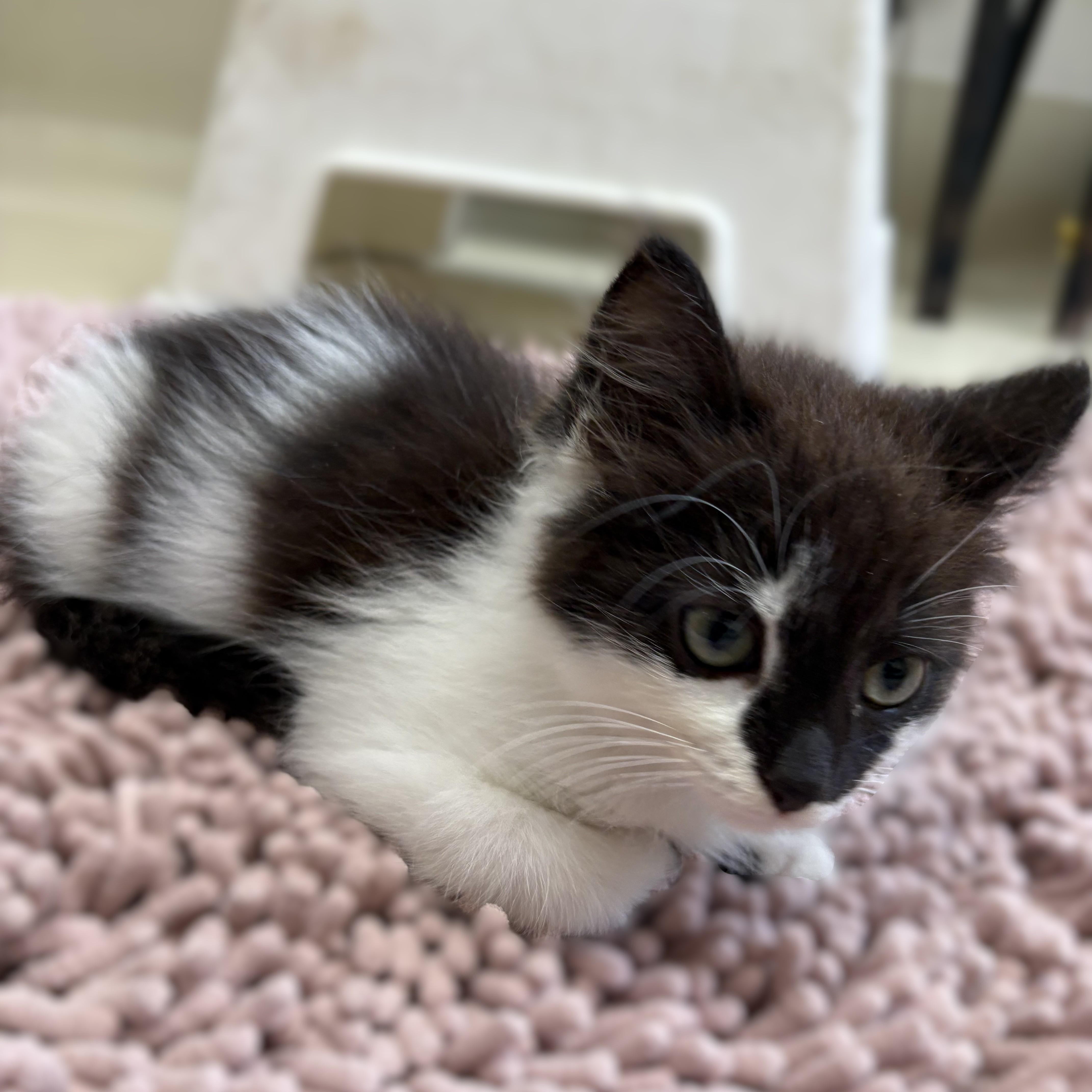 Sooty Puss- 52368, an adopted Domestic Medium Hair in Columbia, MD image 4/4
