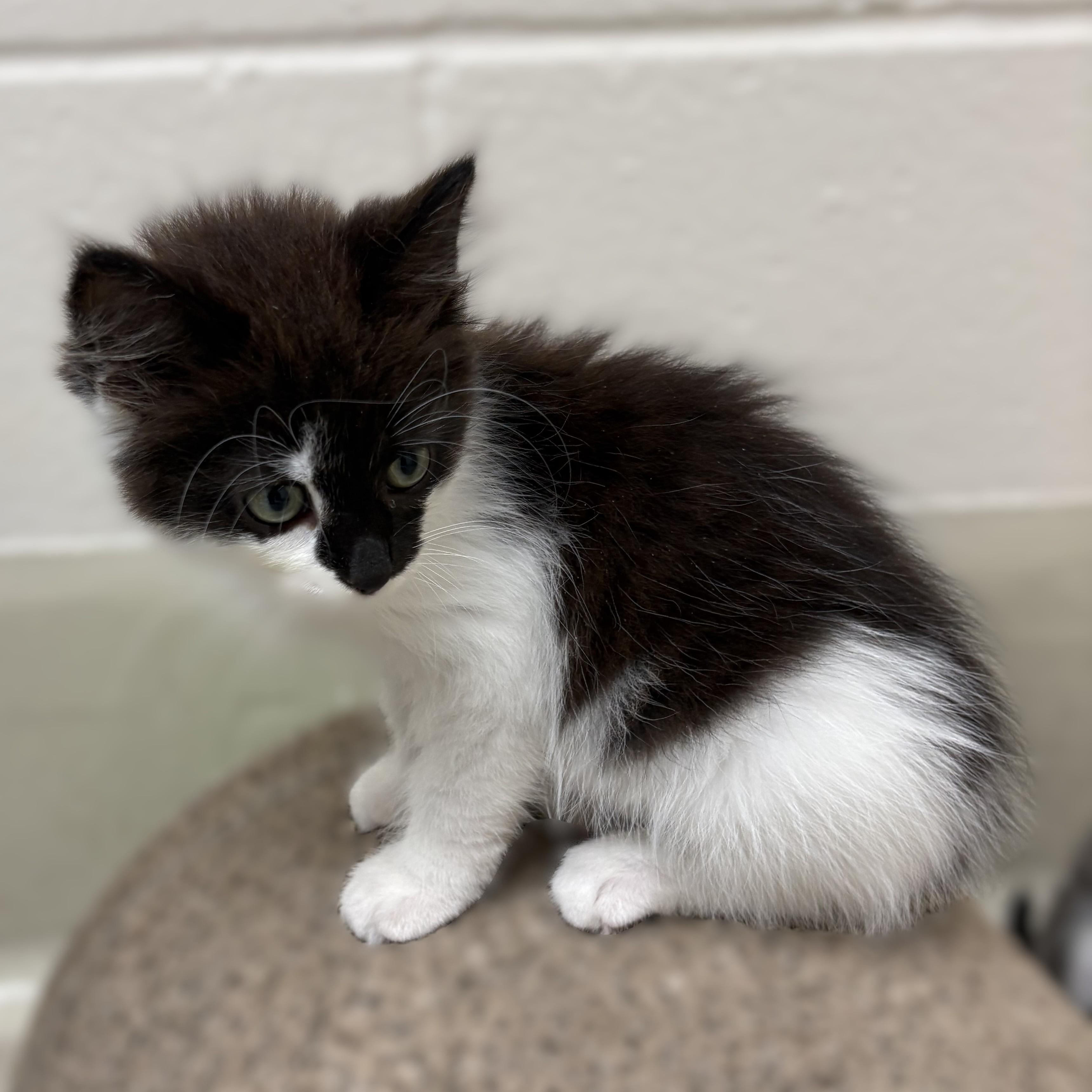 Sooty Puss- 52368, an adopted Domestic Medium Hair in Columbia, MD image 3/4