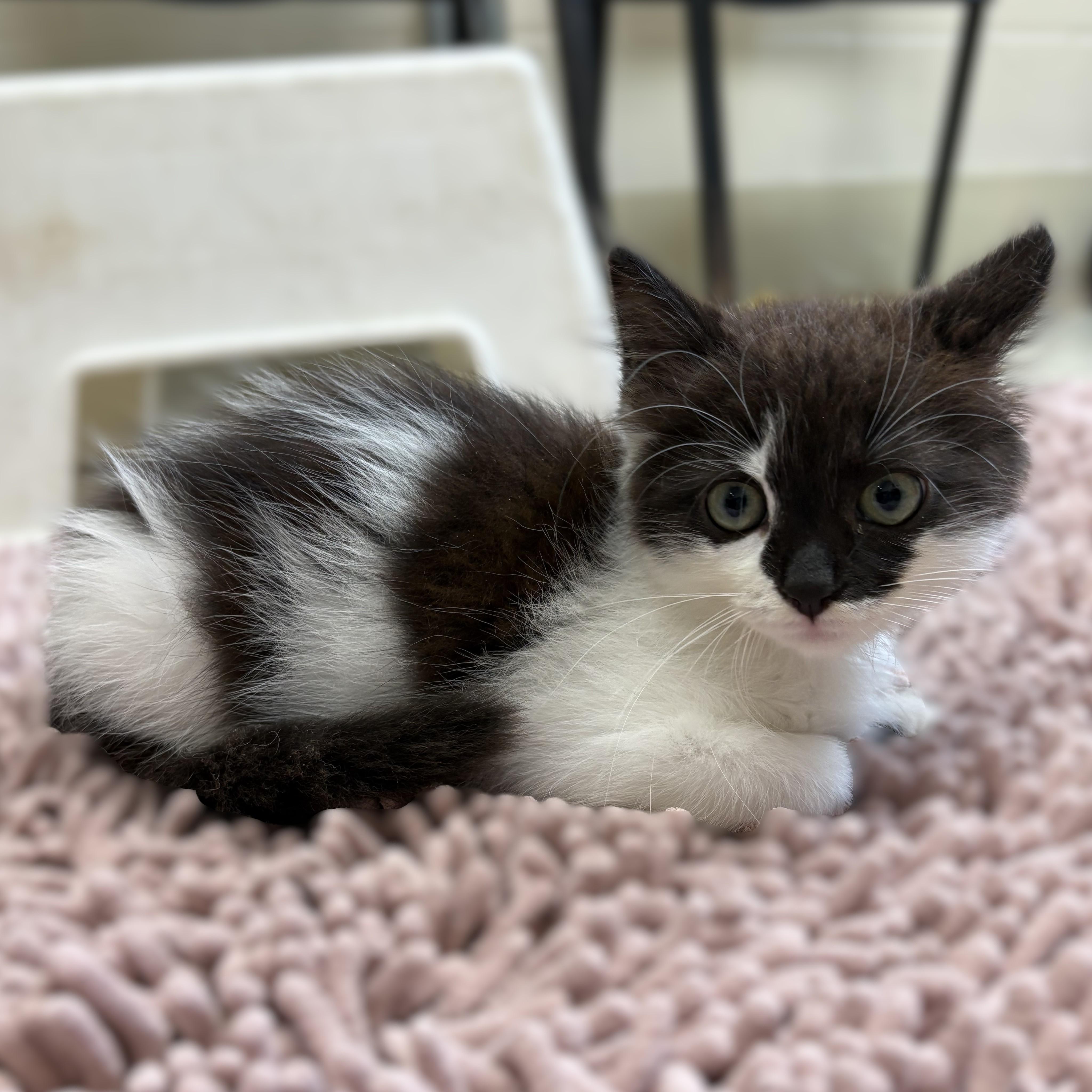 Sooty Puss- 52368, an adopted Domestic Medium Hair in Columbia, MD image 1/4