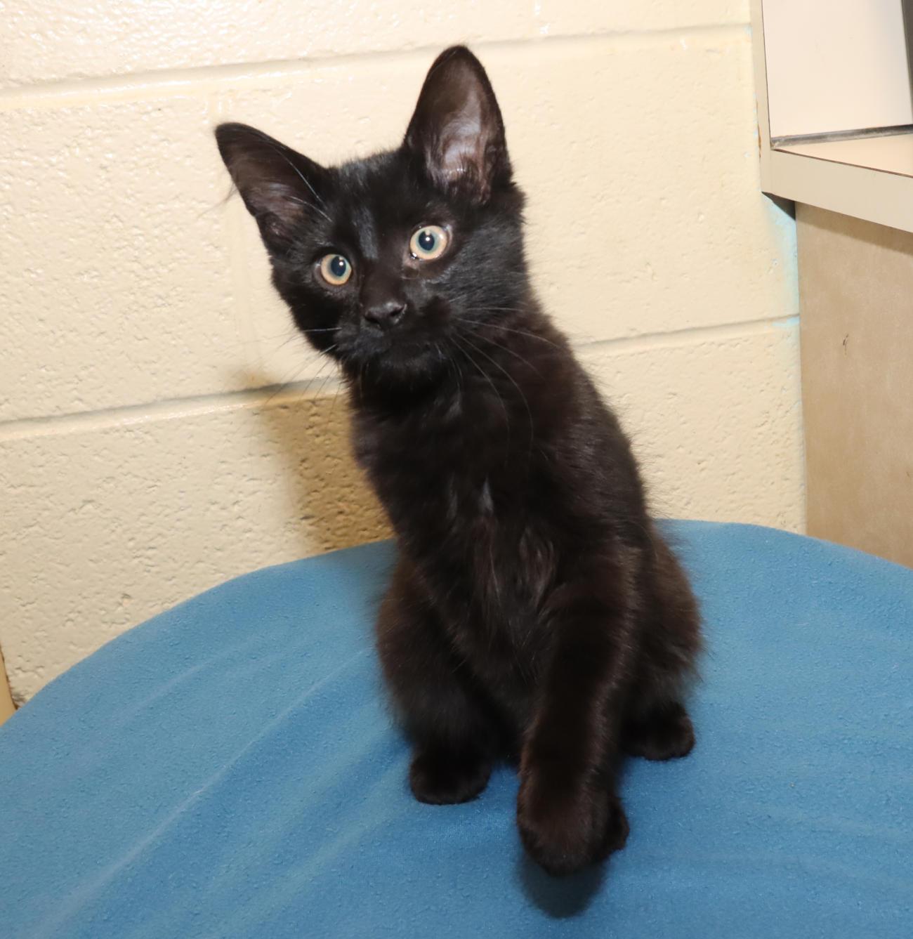 Fizzgig, an adopted Domestic Medium Hair in Euclid, OH image 5/6