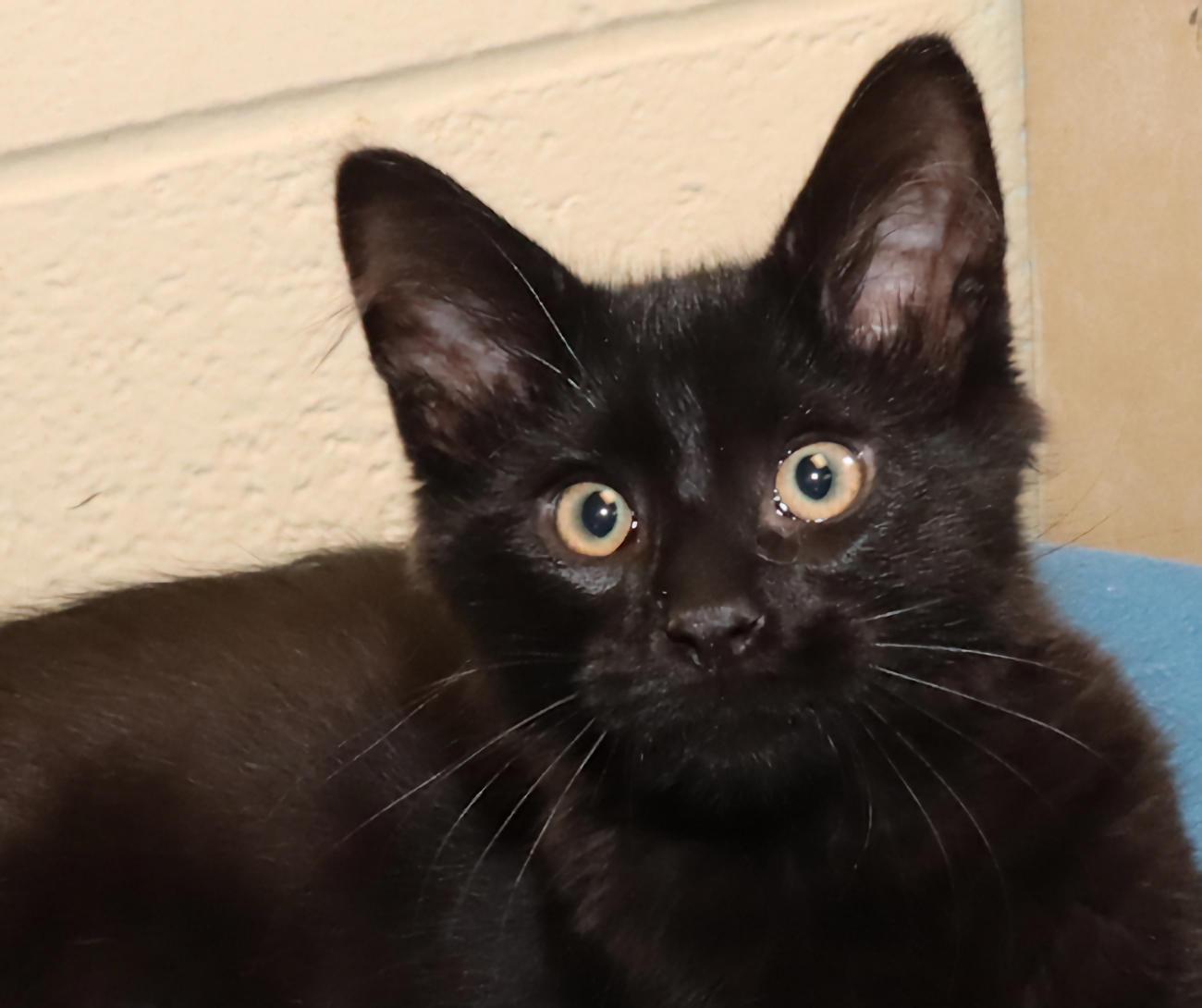Fizzgig, adopted, Kitten Male Domestic Medium Hair.