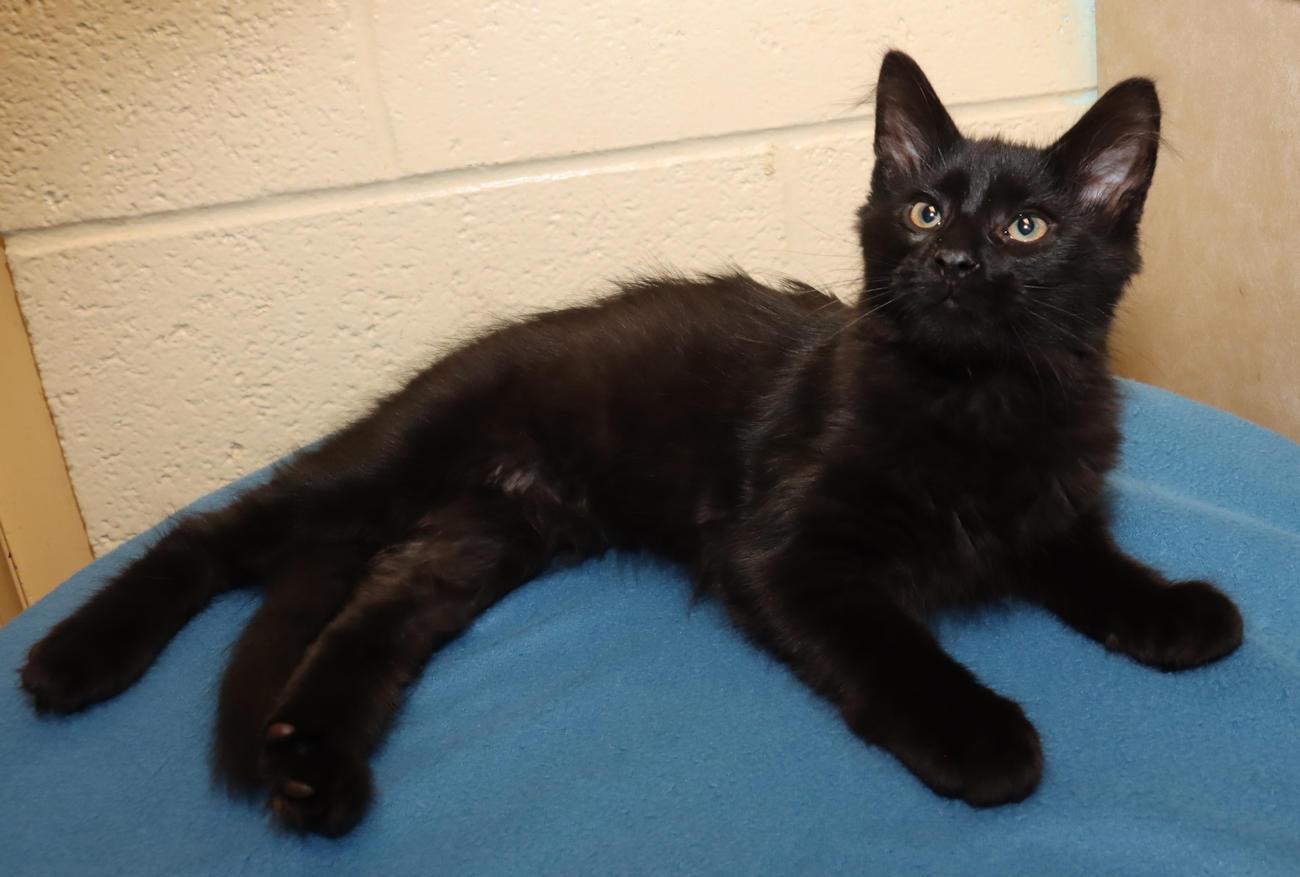 Fizzgig, an adopted Domestic Medium Hair in Euclid, OH image 6/6