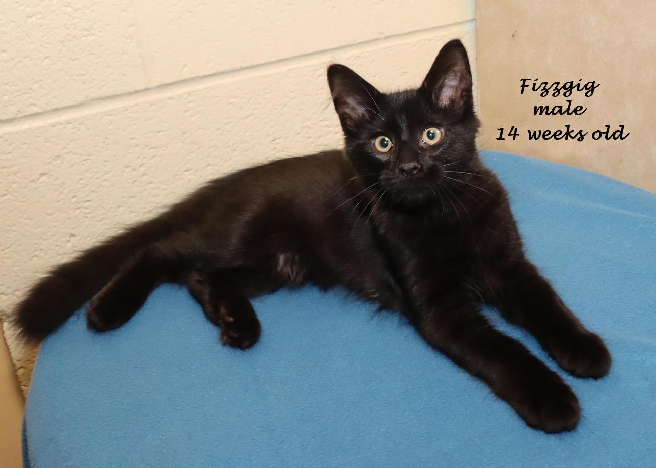 Fizzgig, an adopted Domestic Medium Hair in Euclid, OH image 2/6