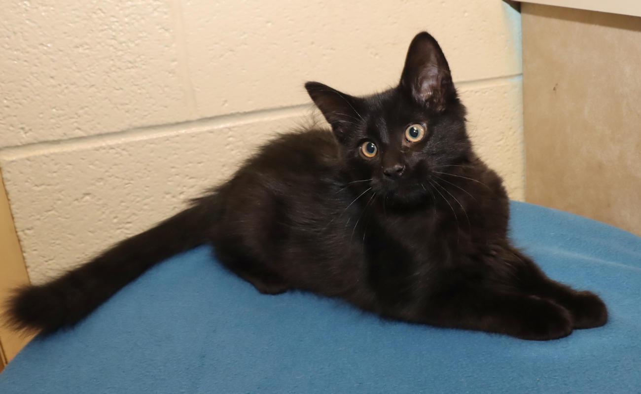 Fizzgig, an adopted Domestic Medium Hair in Euclid, OH image 4/6