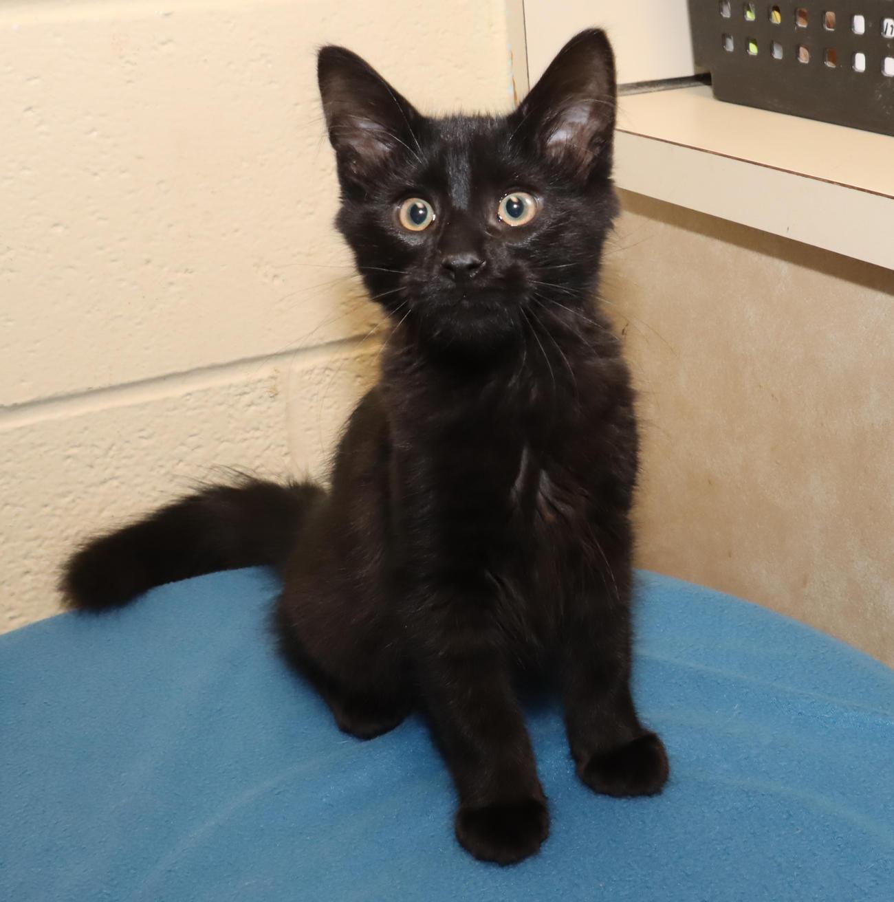 Fizzgig, an adopted Domestic Medium Hair in Euclid, OH image 3/6