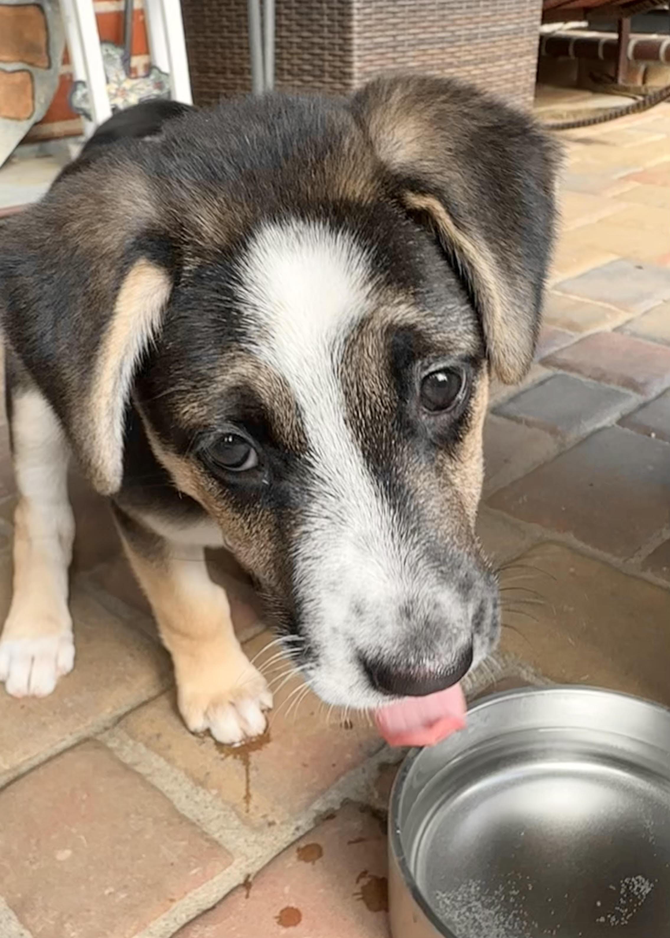 Mira, a ADOPTABLE mixed breed in Redwood City, CA image 2/5