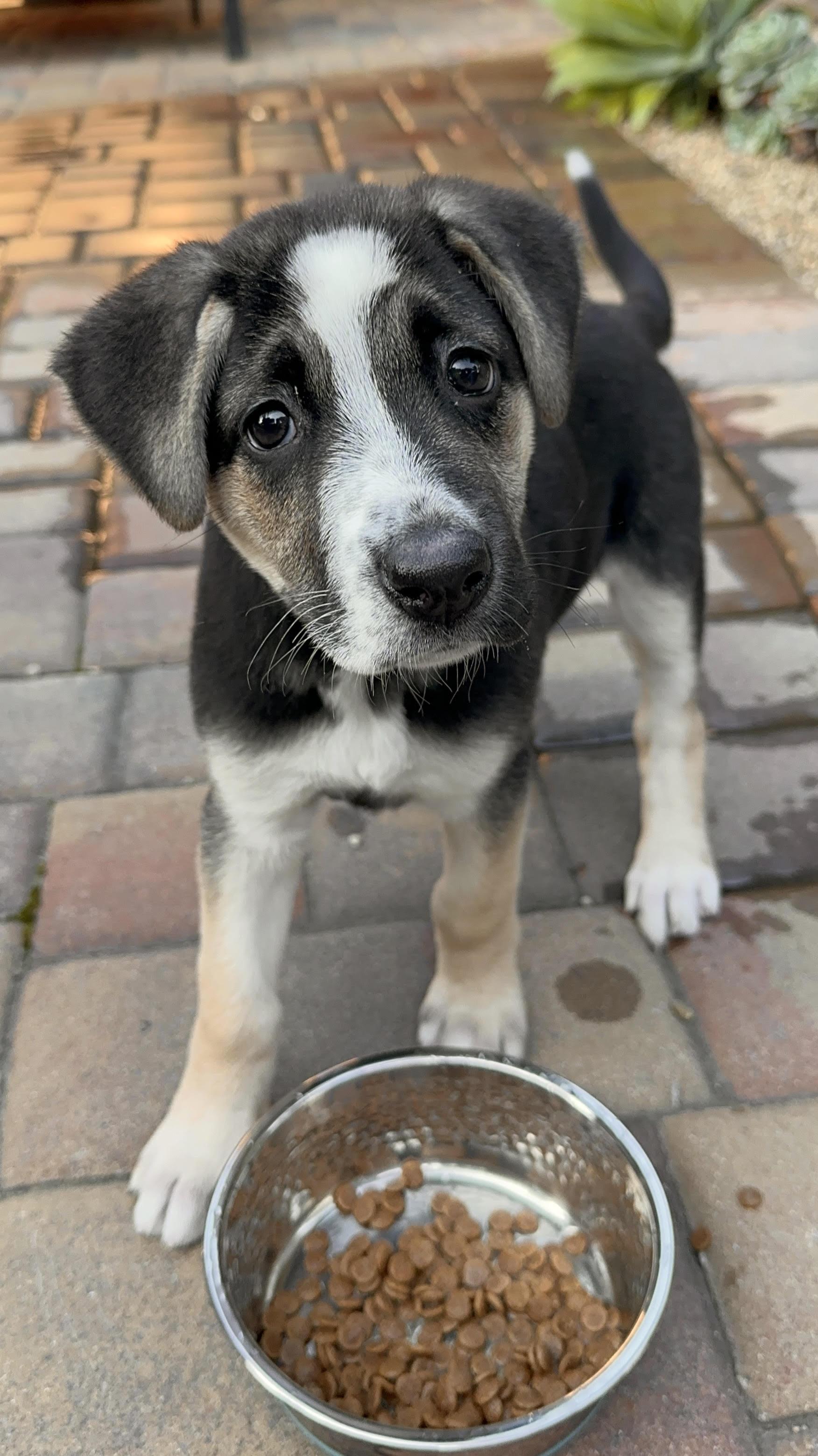 Mira, a ADOPTABLE mixed breed in Redwood City, CA image 4/5