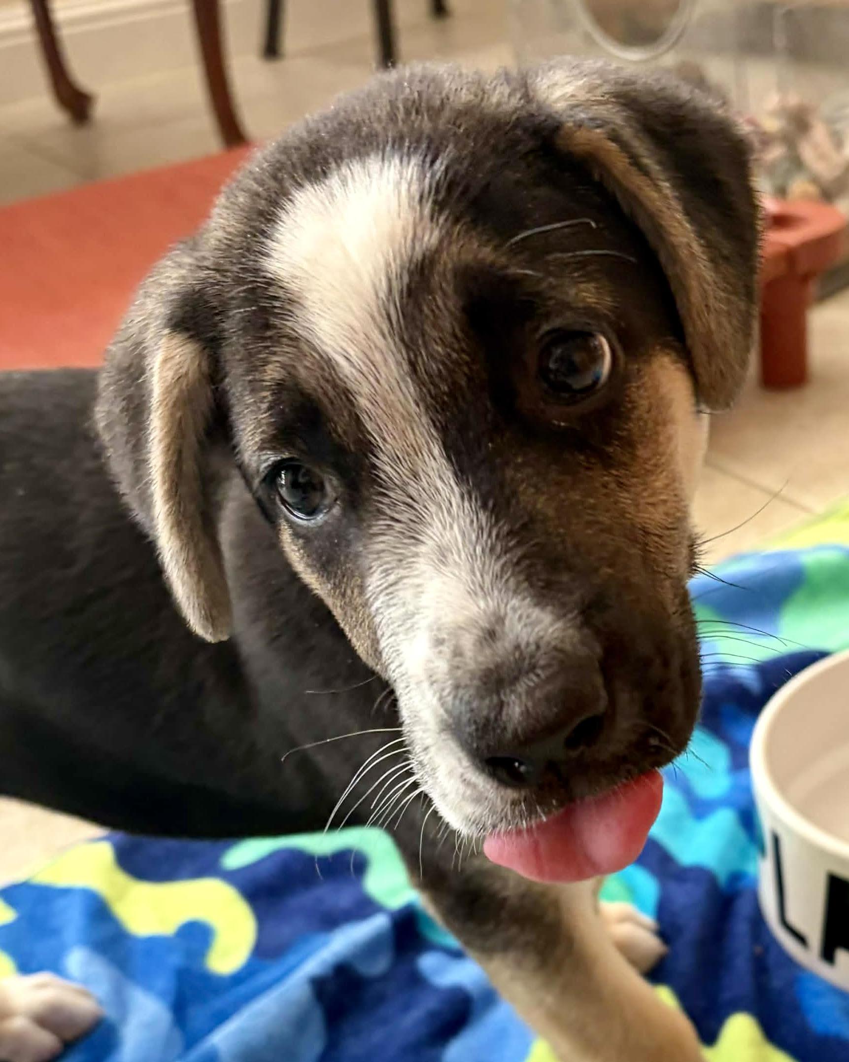 Mira, a ADOPTABLE mixed breed in Redwood City, CA image 3/5