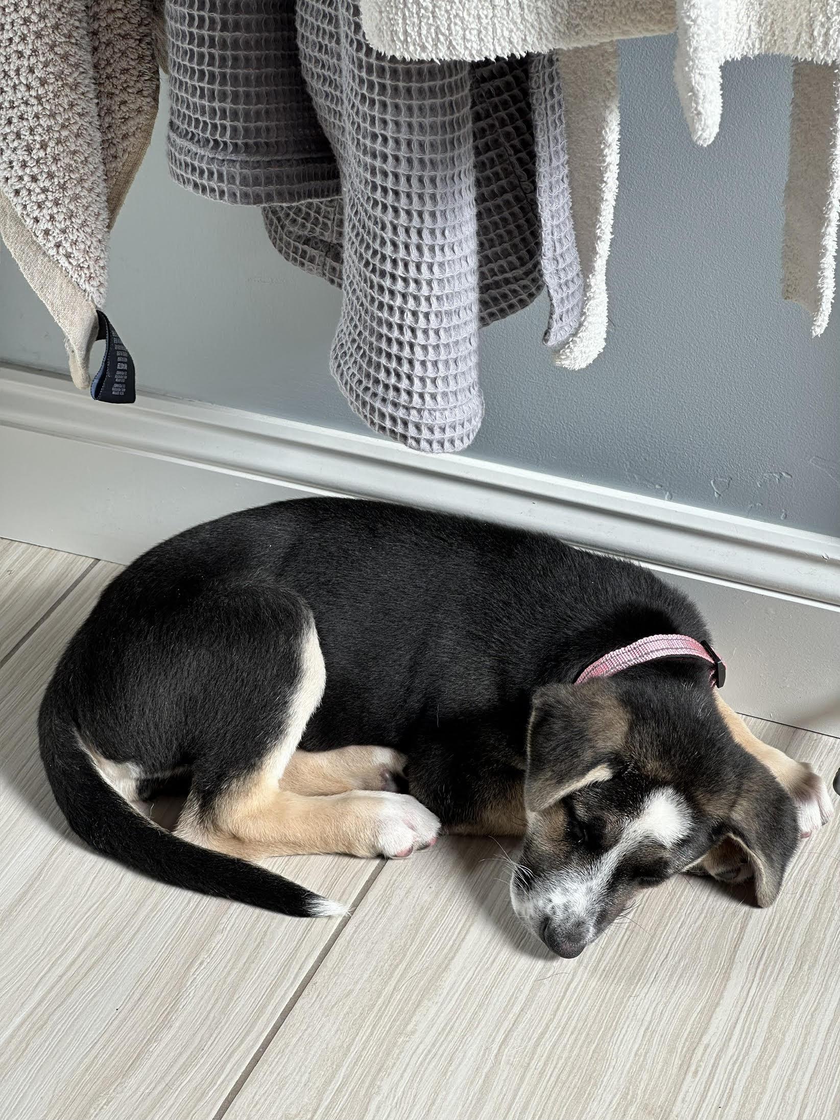 Mira, a ADOPTABLE mixed breed in Redwood City, CA image 5/5