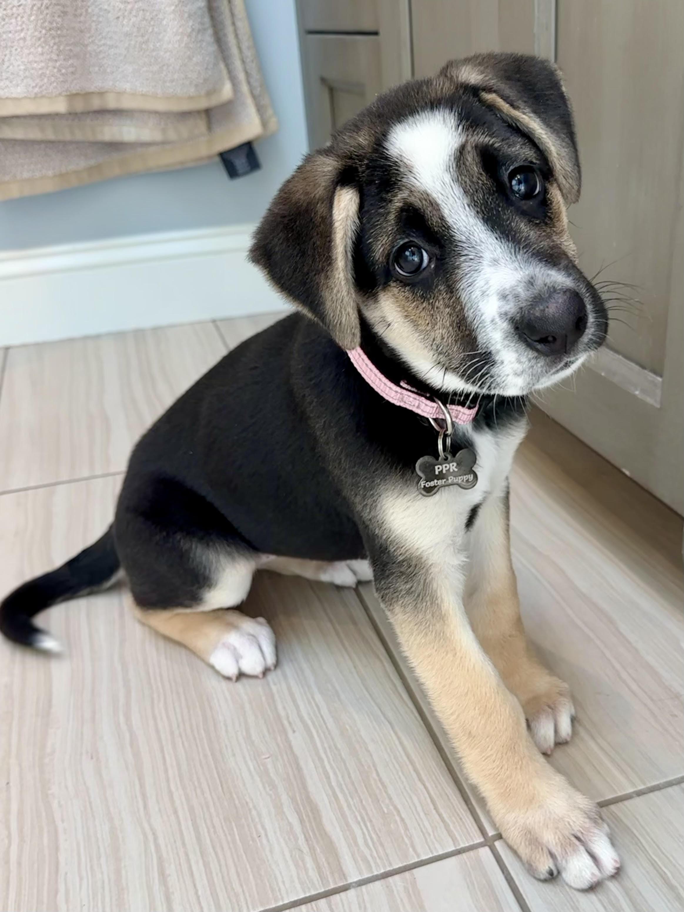 Mira, ADOPTABLE, Puppy Female Shepherd.