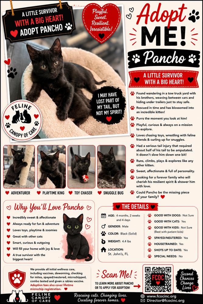 Pancho, Adoptable, Kitten Male Domestic Short Hair.