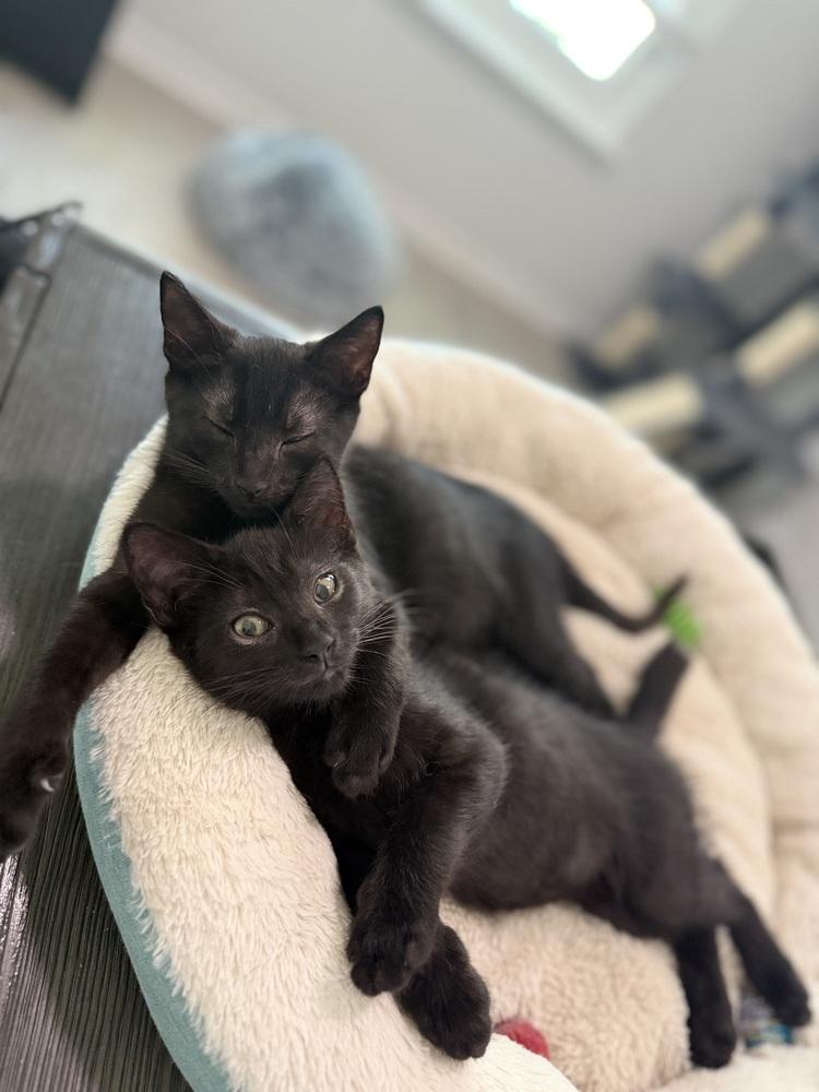 Enlarge Pancho, a Adoptable Domestic Short Hair in Saint Augustine, FL image 2/4