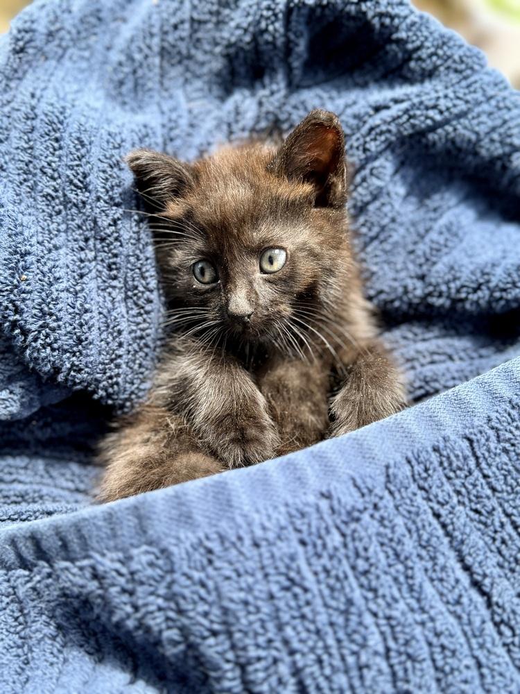 Enlarge Pancho, a Adoptable Domestic Short Hair in Saint Augustine, FL image 3/4