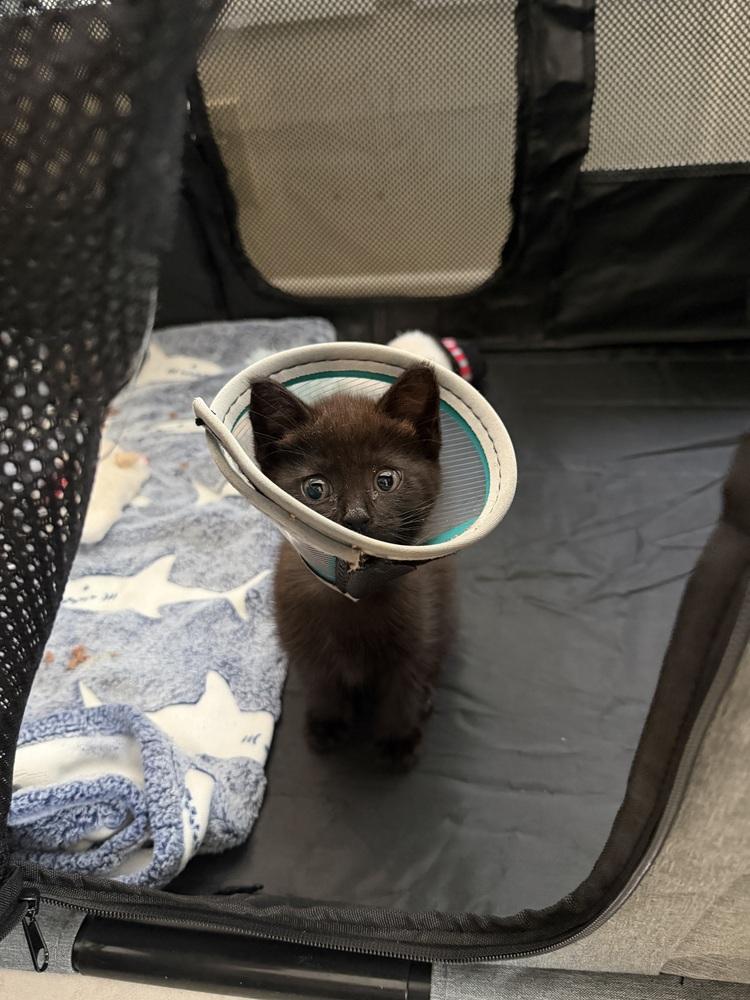 Enlarge Pancho, a Adoptable Domestic Short Hair in Saint Augustine, FL image 4/4