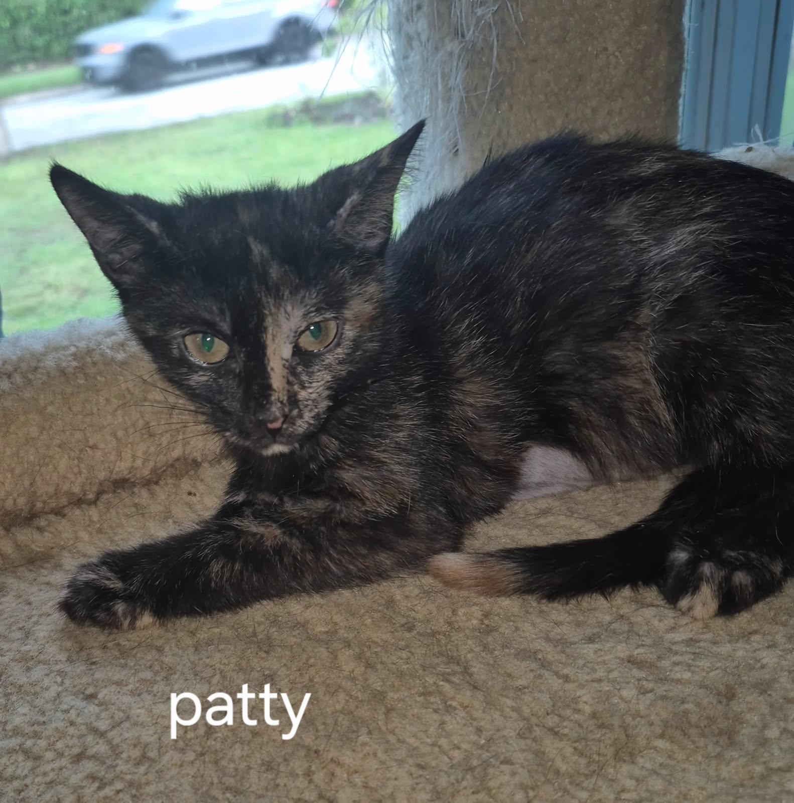 Enlarge Patty, a Adoptable Domestic Short Hair in Oviedo, FL image 1/2