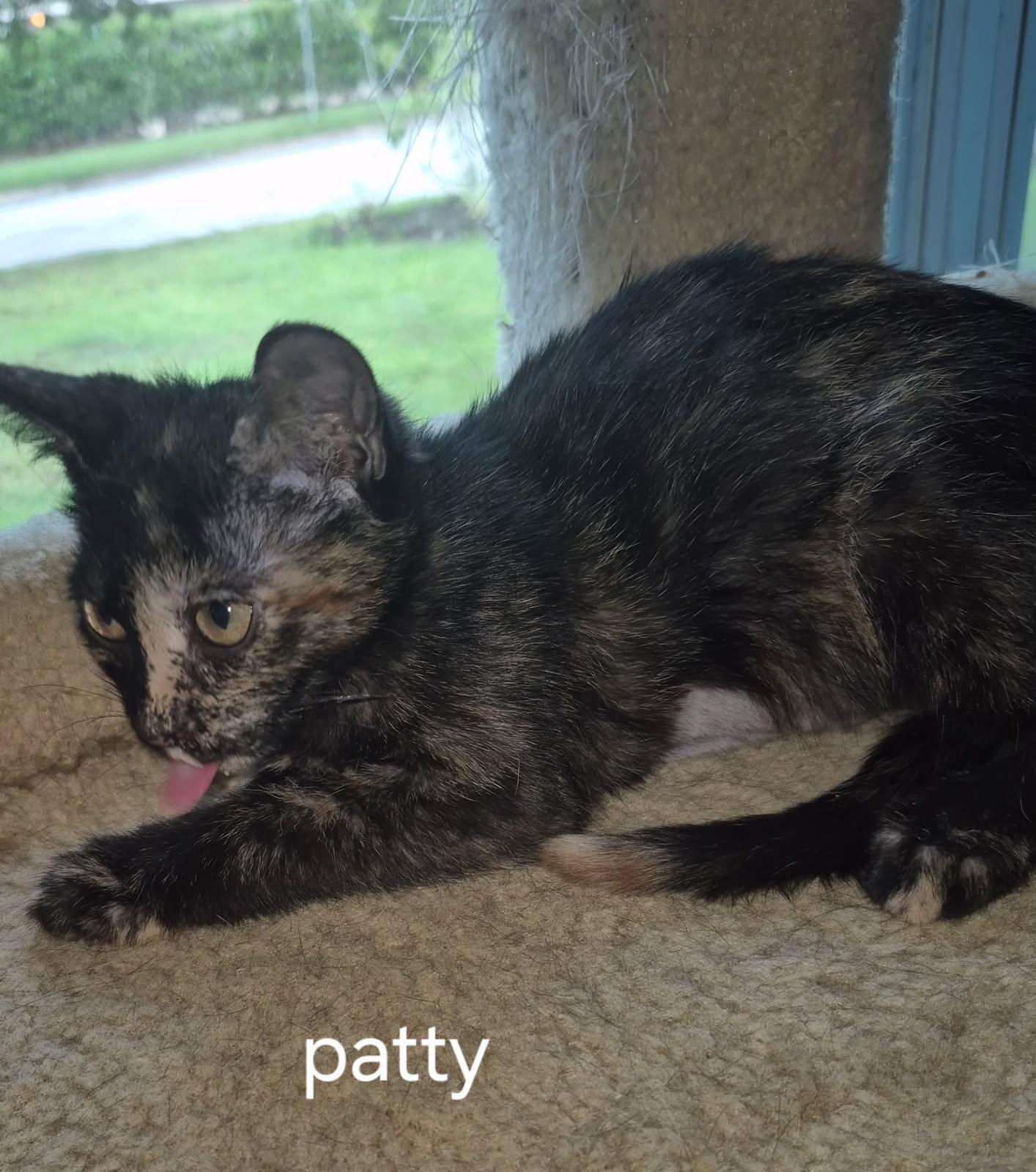 Enlarge Patty, a Adoptable Domestic Short Hair in Oviedo, FL image 2/2
