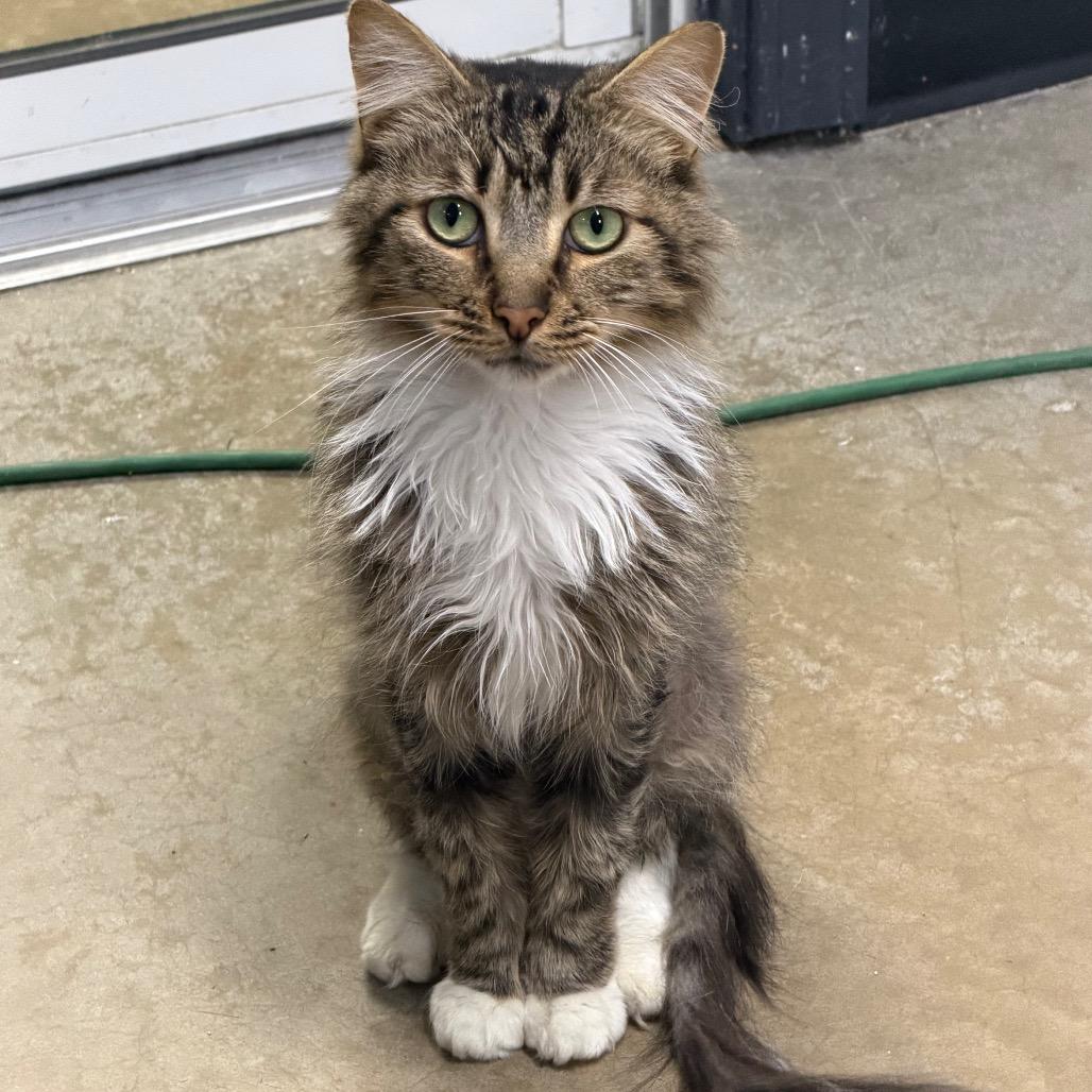 Enlarge Rickety Cricket, a Adoptable mixed breed in Waynesville, NC image 2/6