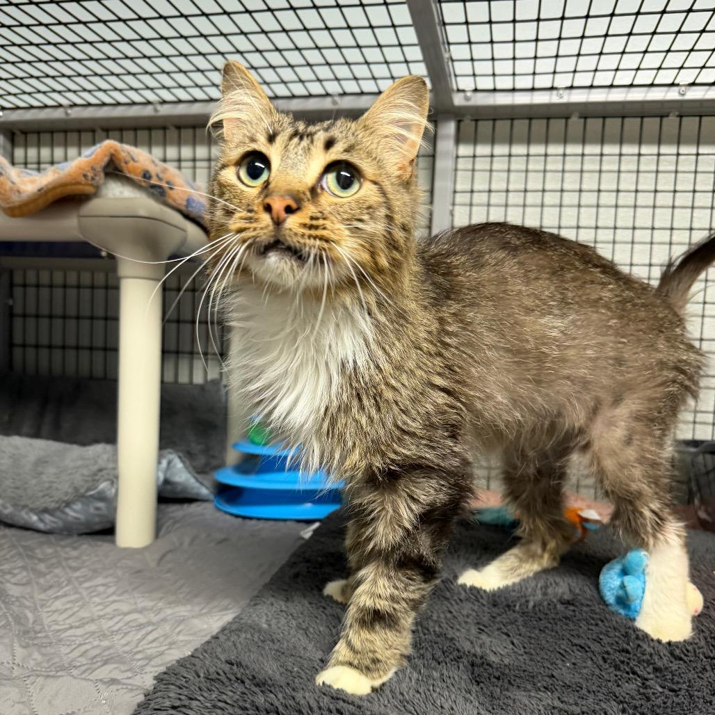 Enlarge Rickety Cricket, a Adoptable mixed breed in Waynesville, NC image 5/6