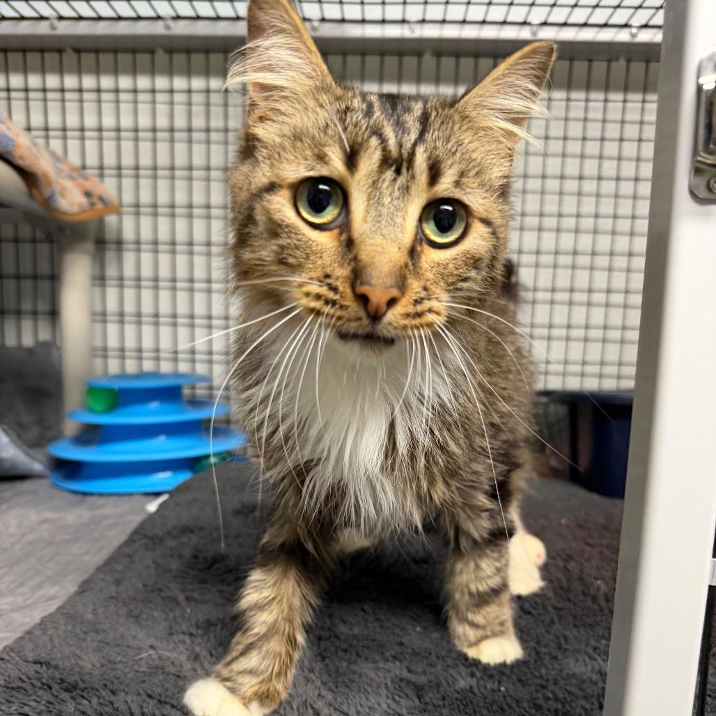 Enlarge Rickety Cricket, a Adoptable mixed breed in Waynesville, NC image 6/6