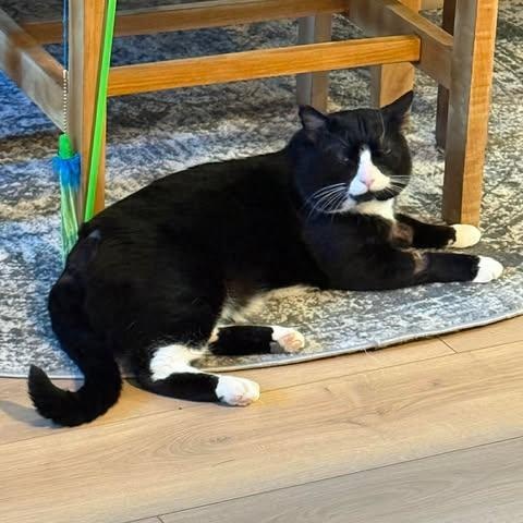 Enlarge MIKEY, an adoptable Domestic Medium Hair in Campbell River, BC image 5/6