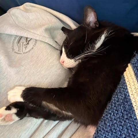 Enlarge MIKEY, an adoptable Domestic Medium Hair in Campbell River, BC image 3/6