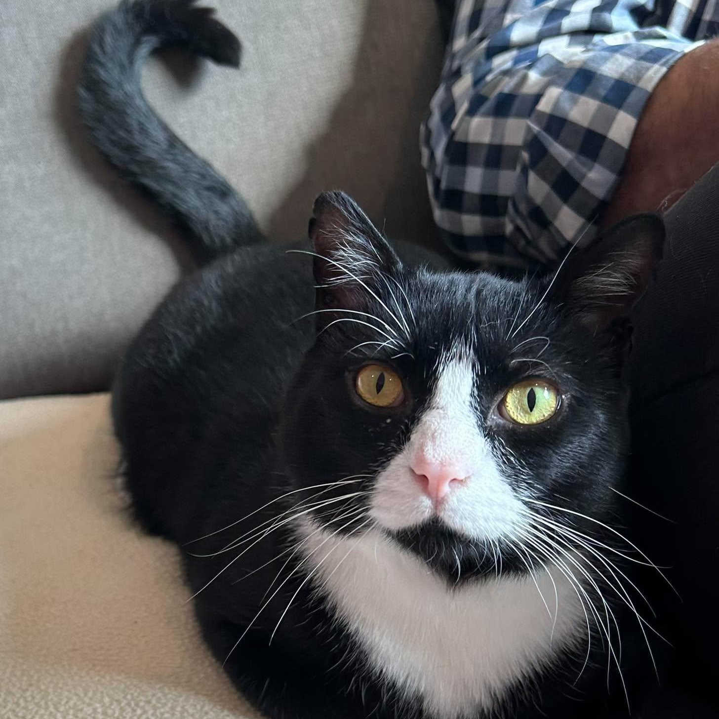 Enlarge MIKEY, a Adoptable Domestic Medium Hair in Campbell River, BC image 4/6