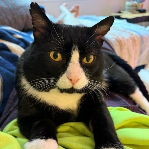 Enlarge MIKEY, an adoptable Domestic Medium Hair in Campbell River, BC image 6/6