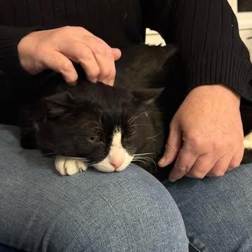 Enlarge MIKEY, an adoptable Domestic Medium Hair in Campbell River, BC image 4/6