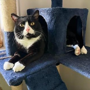 Enlarge MIKEY, an adoptable Domestic Medium Hair in Campbell River, BC image 1/6
