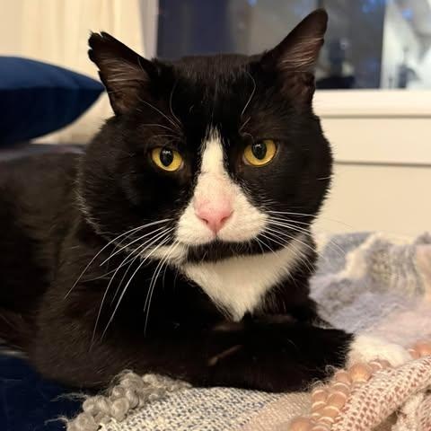 Enlarge MIKEY, an adoptable Domestic Medium Hair in Campbell River, BC image 2/6