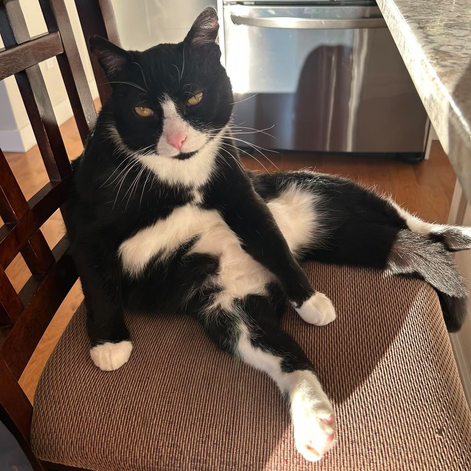 Enlarge MIKEY, a Adoptable Domestic Medium Hair in Campbell River, BC image 5/6