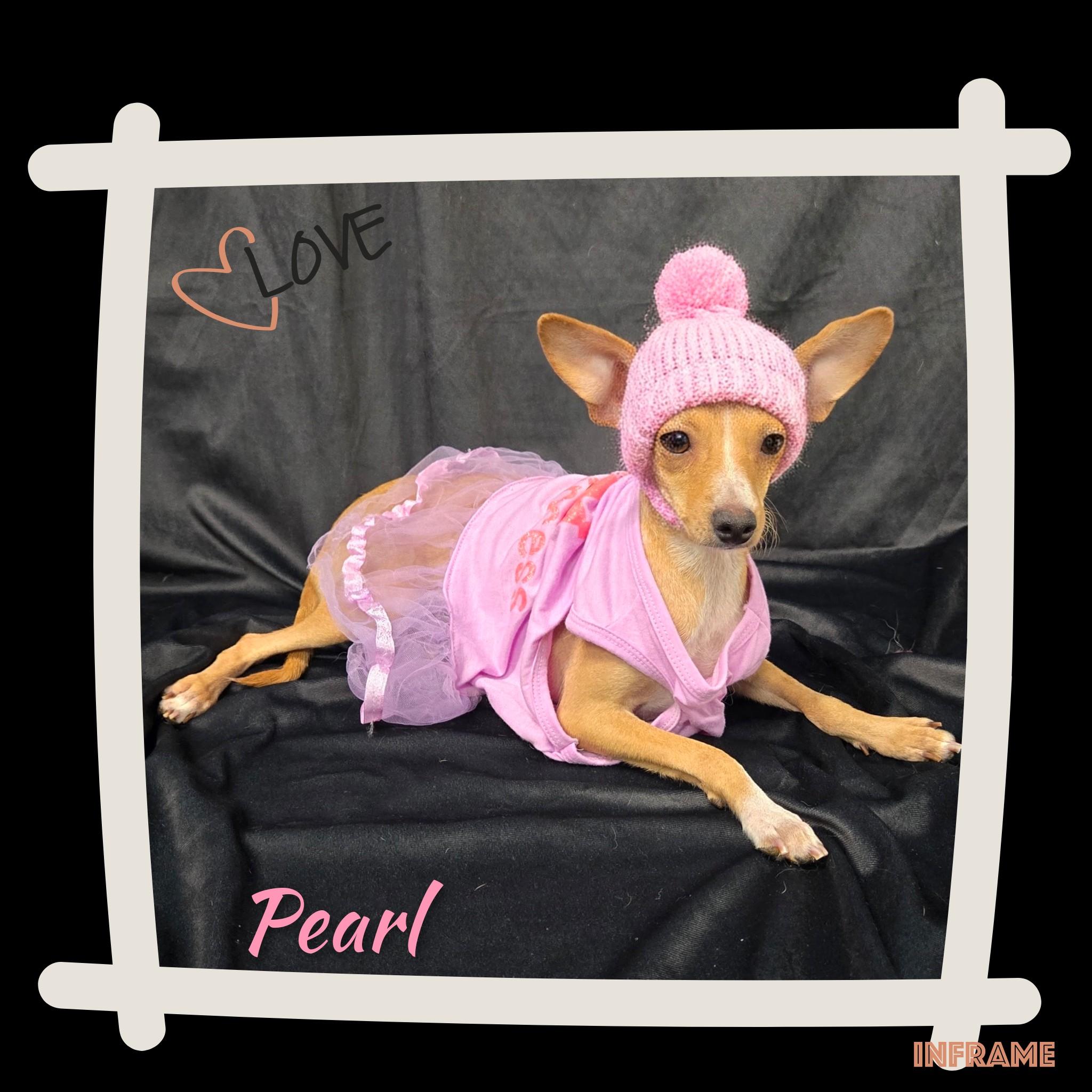 Enlarge Pearl, a Adoptable Chihuahua in Fredericksburg, VA image 3/6