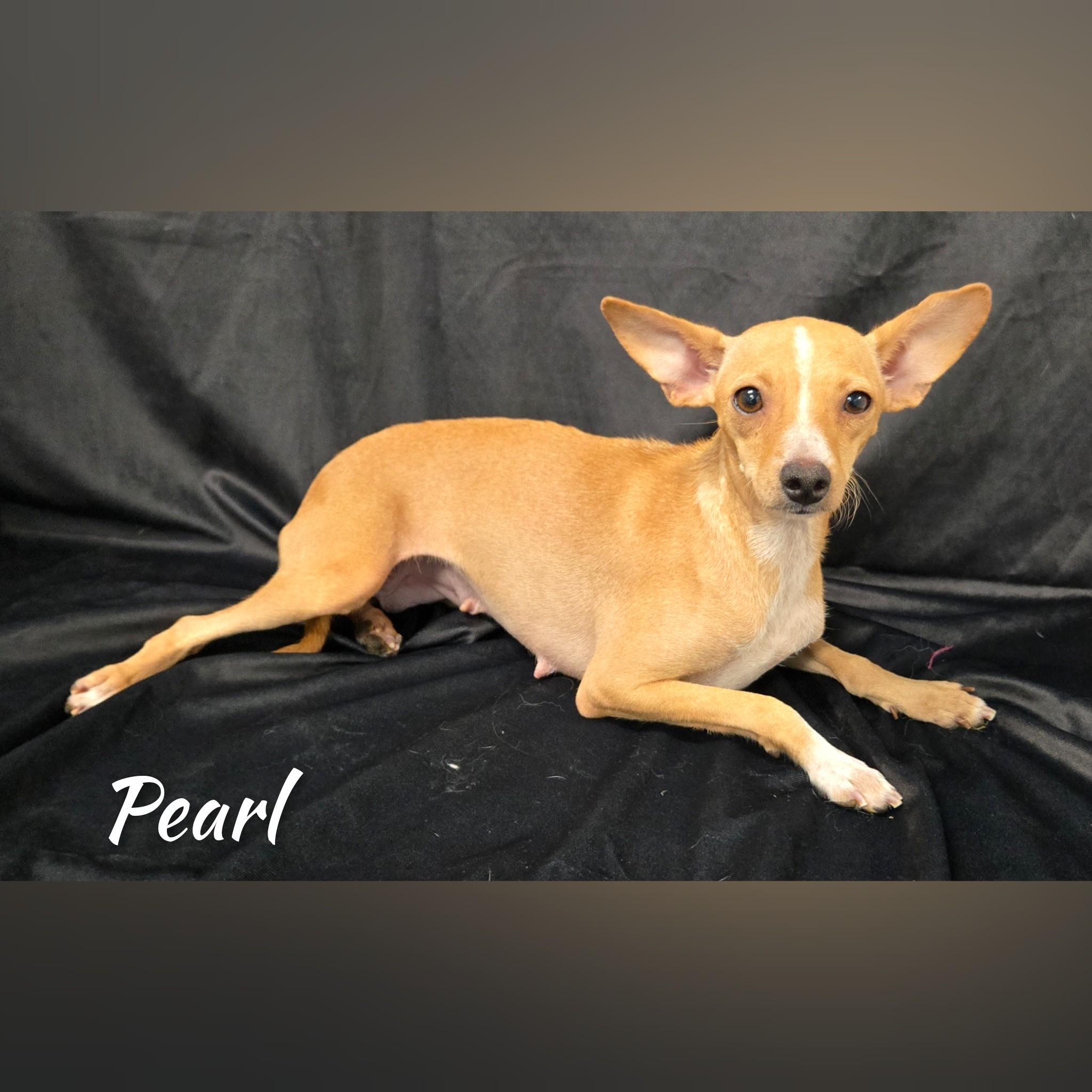 Enlarge Pearl, a Adoptable Chihuahua in Fredericksburg, VA image 5/6