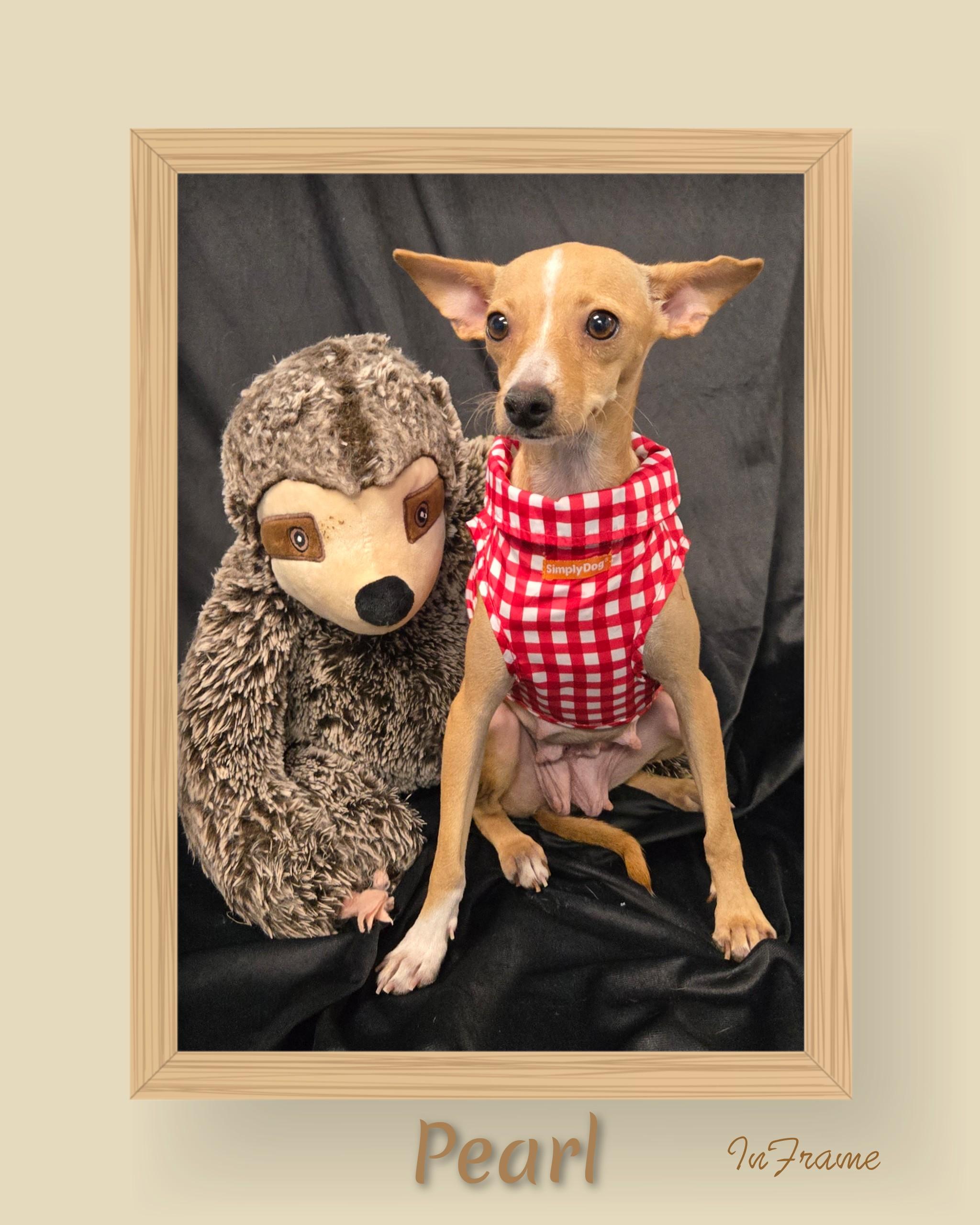 Enlarge Pearl, a Adoptable Chihuahua in Fredericksburg, VA image 2/6