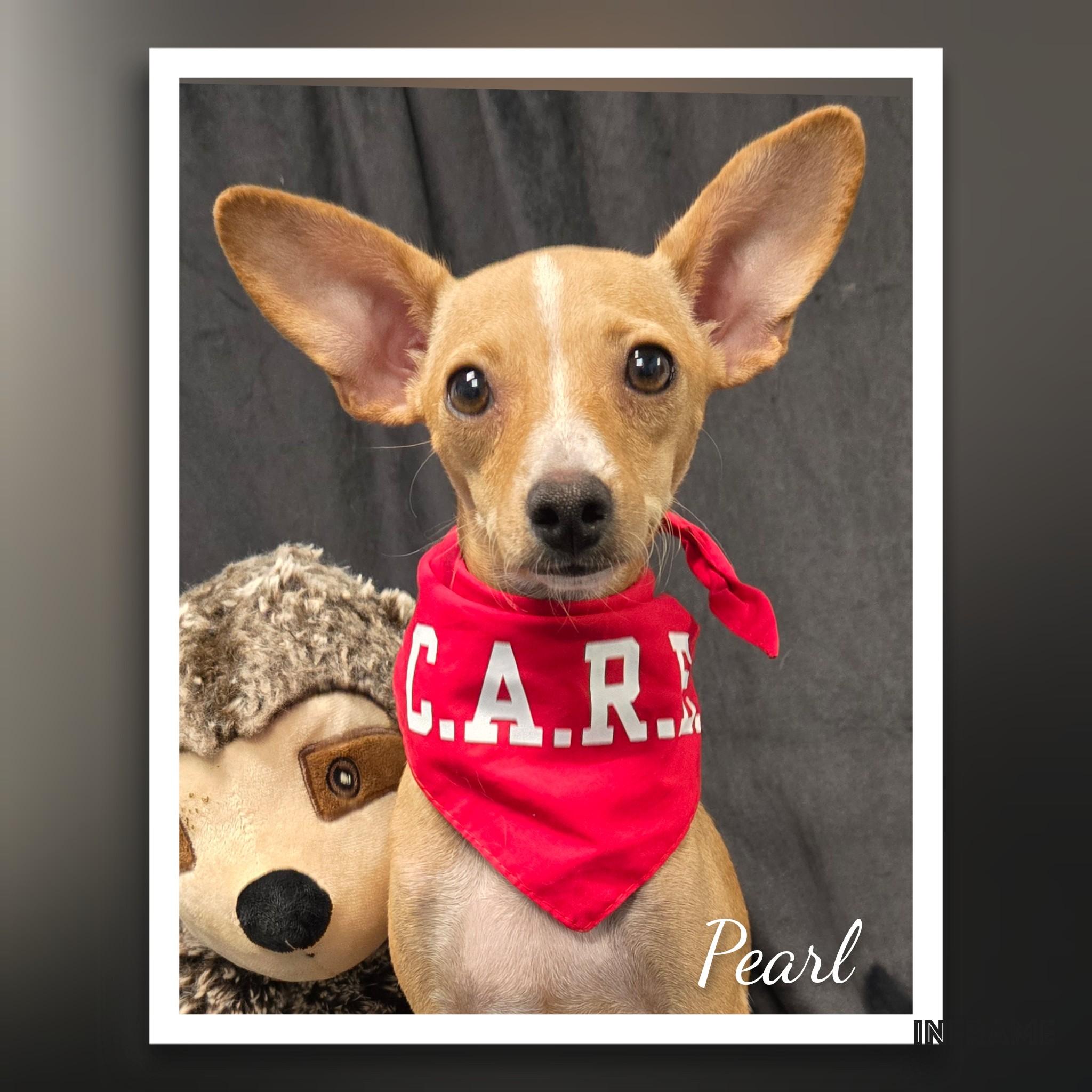 Pearl, Adoptable, Adult Female Chihuahua.