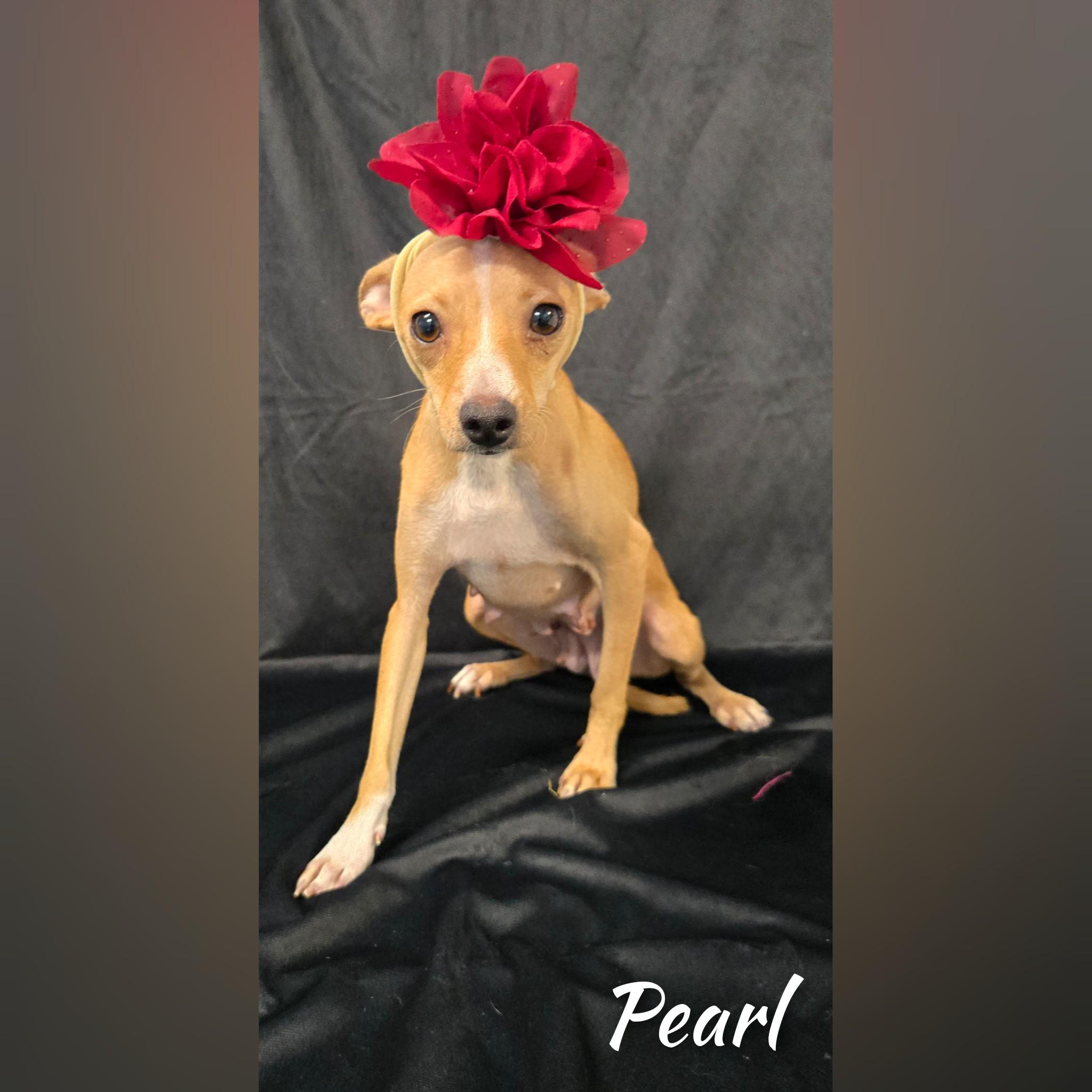 Enlarge Pearl, a Adoptable Chihuahua in Fredericksburg, VA image 4/6
