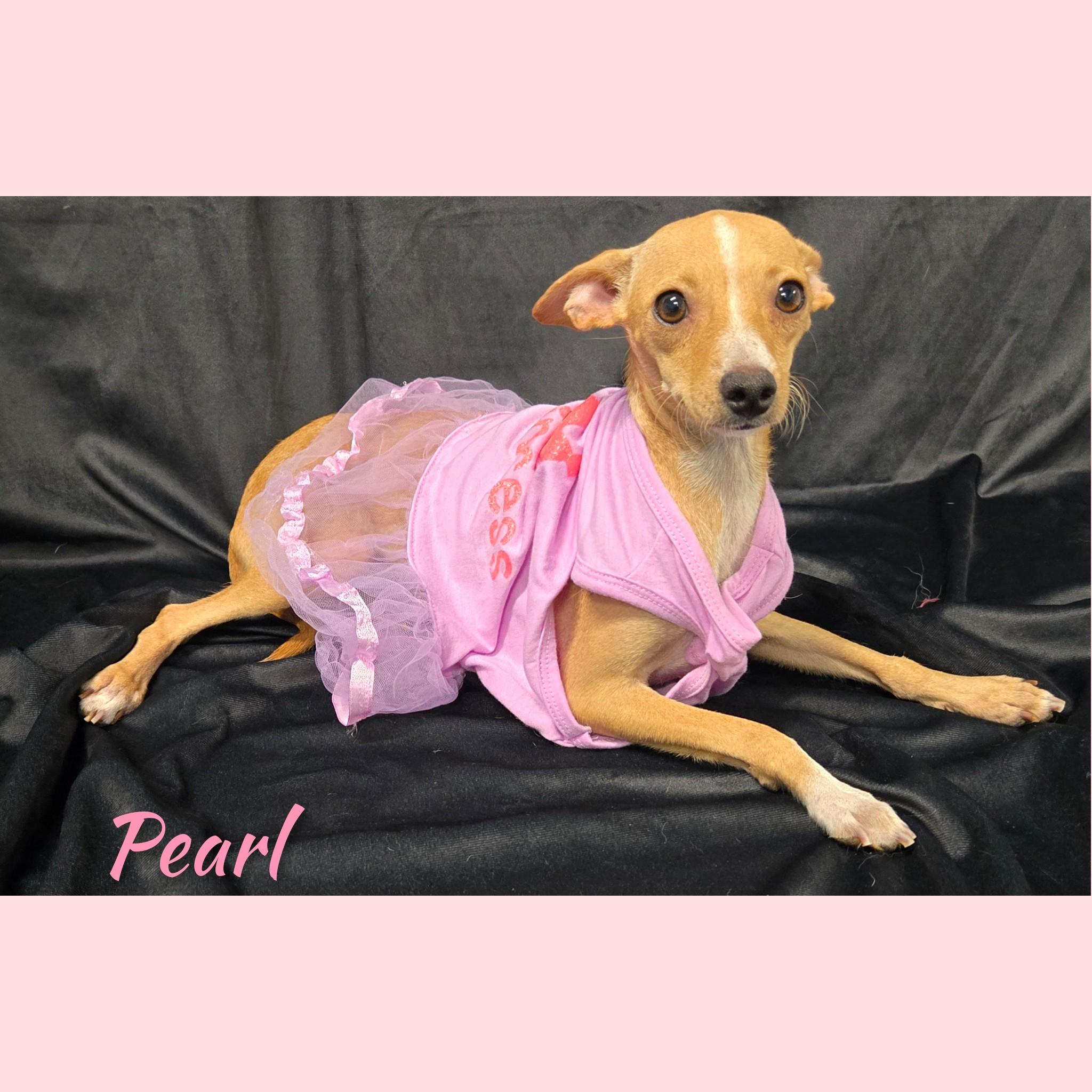 Enlarge Pearl, a Adoptable Chihuahua in Fredericksburg, VA image 6/6