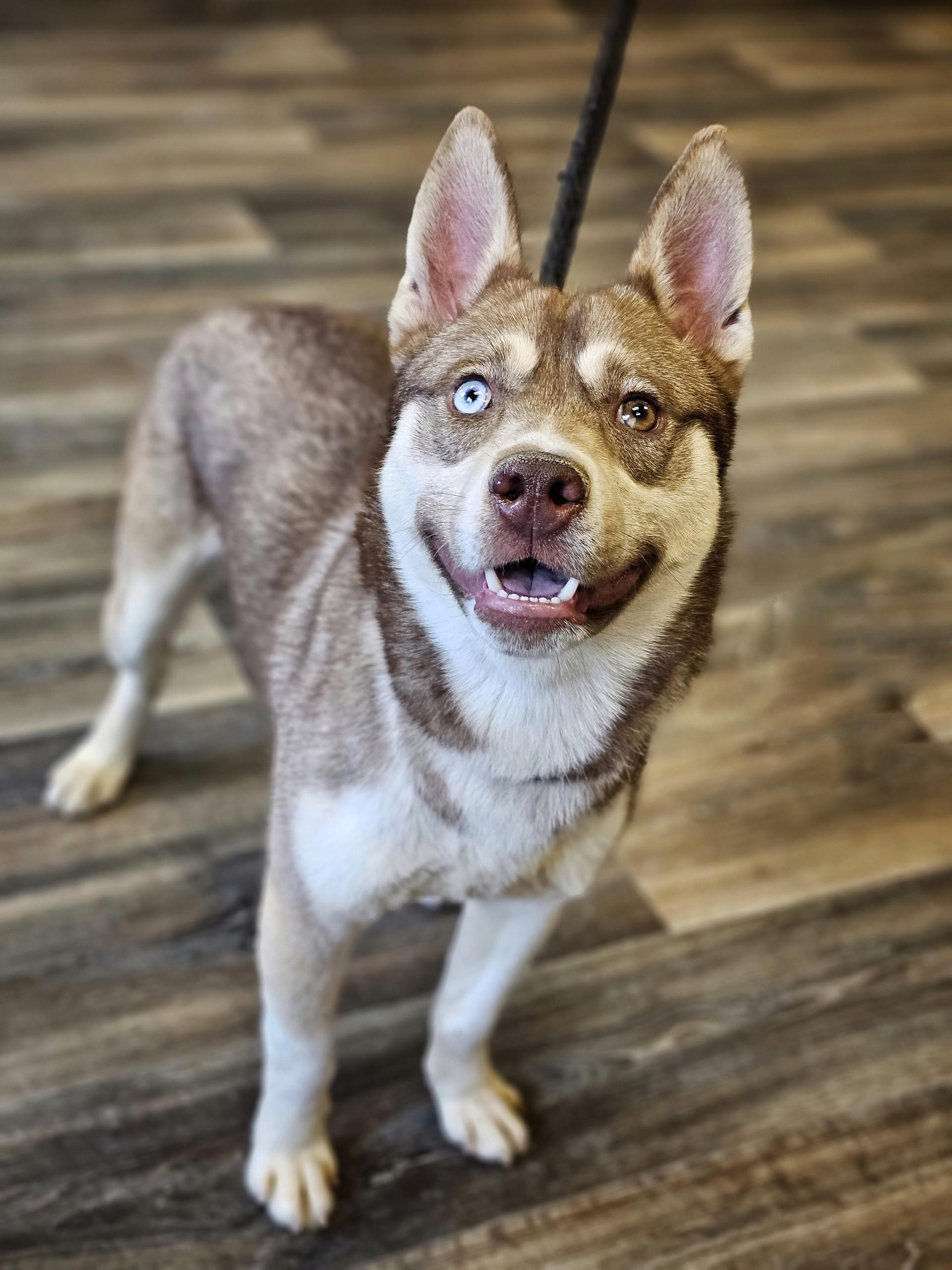 Enlarge Lenny, an adopted mixed breed in Bay City, MI image 1/3