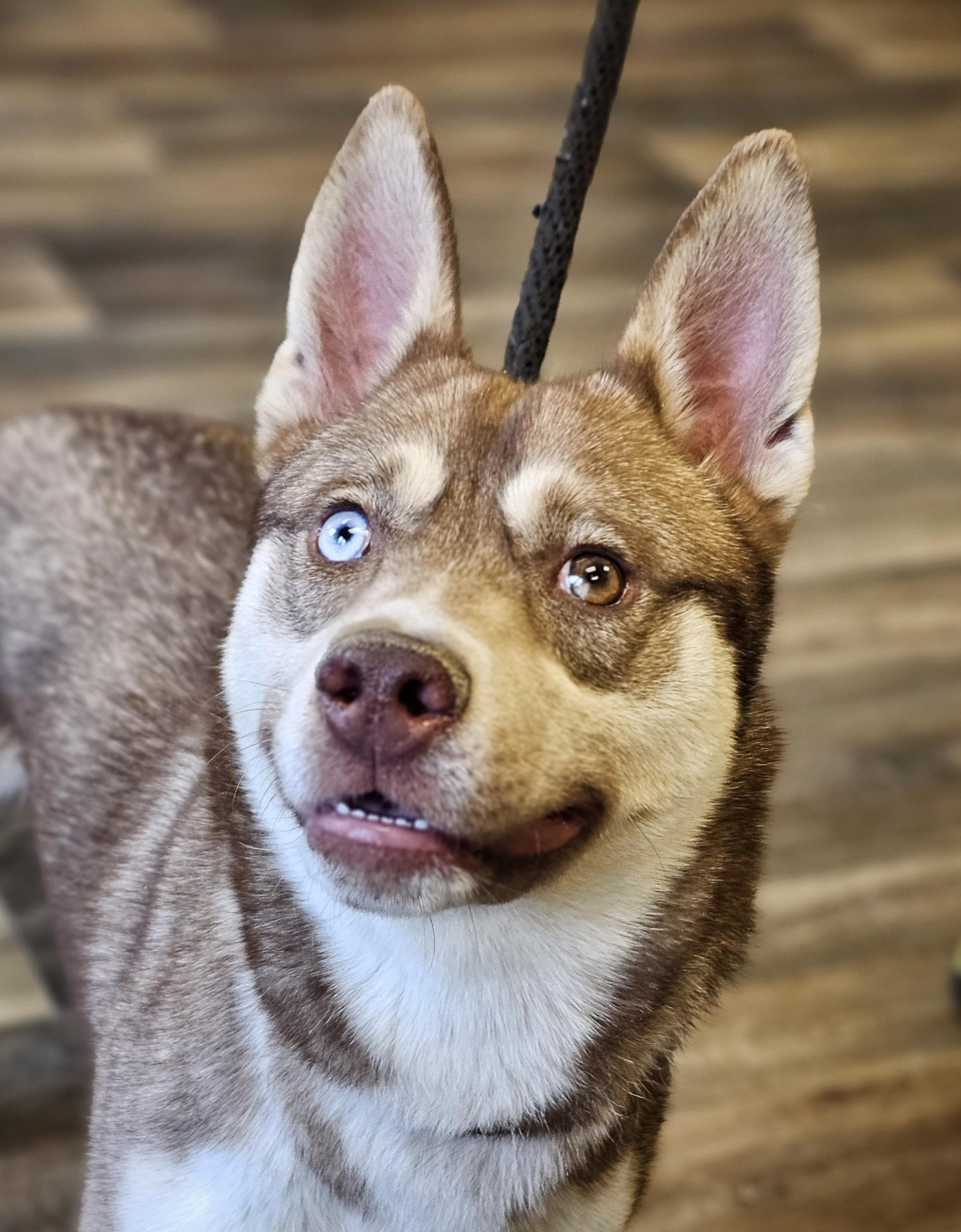 Enlarge Lenny, an adopted mixed breed in Bay City, MI image 2/3