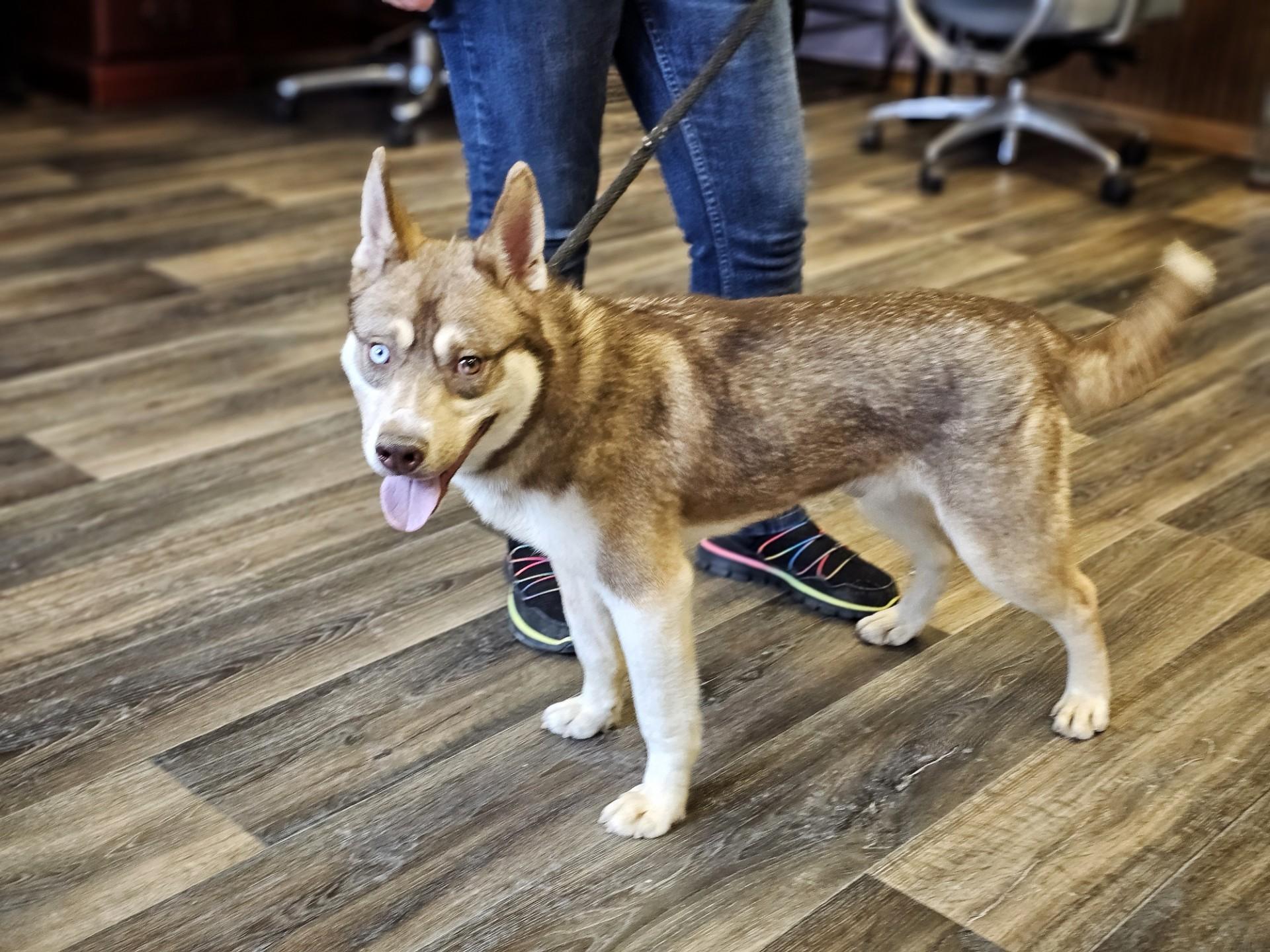 Enlarge Lenny, an adopted mixed breed in Bay City, MI image 3/3
