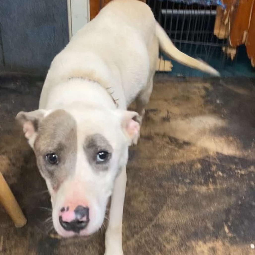 Antha, Adoptable, Adult Female Cattle Dog & English Bulldog.