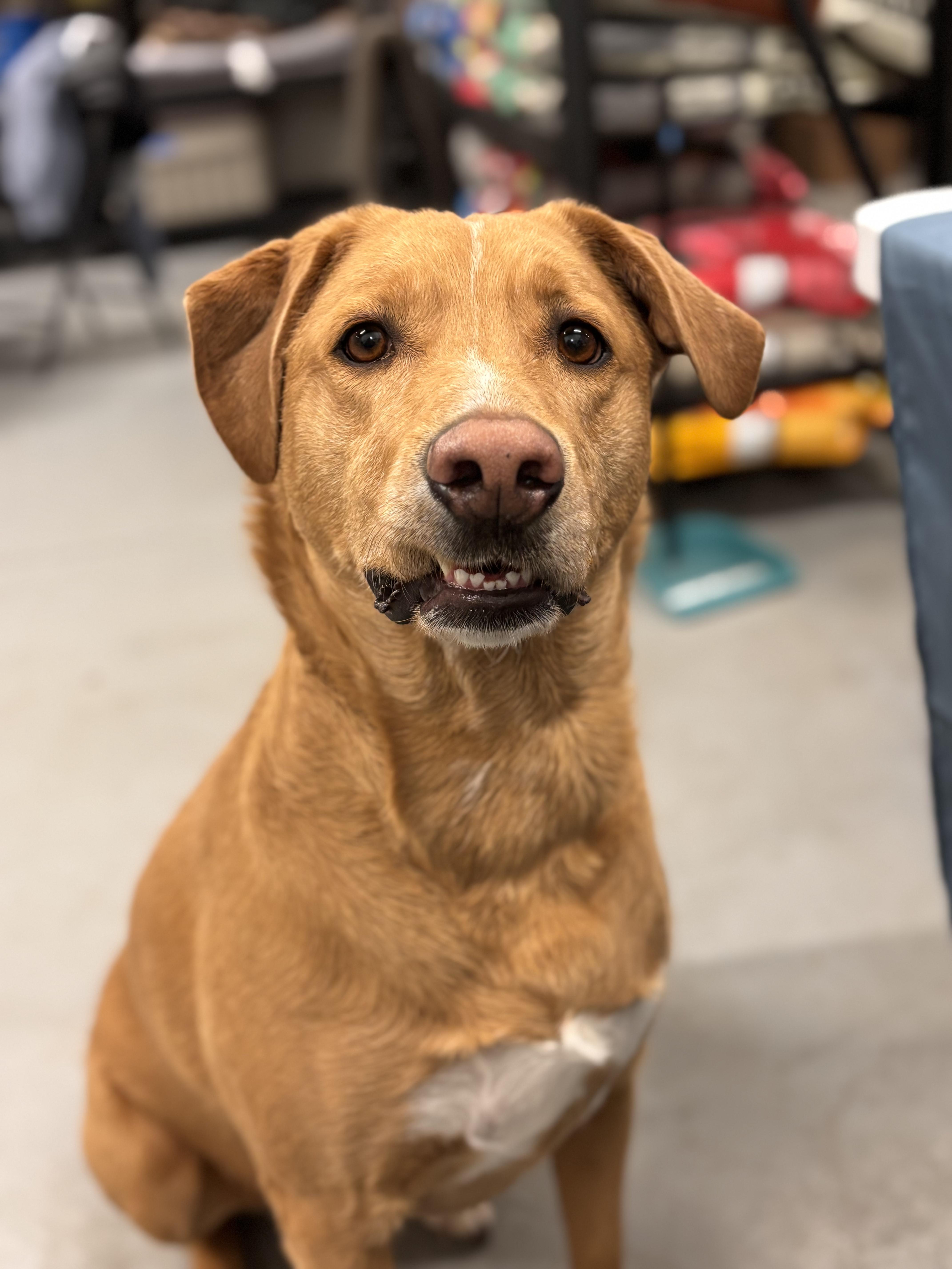 Enlarge Piper, a Adoptable mixed breed in Edmonton, AB image 3/4