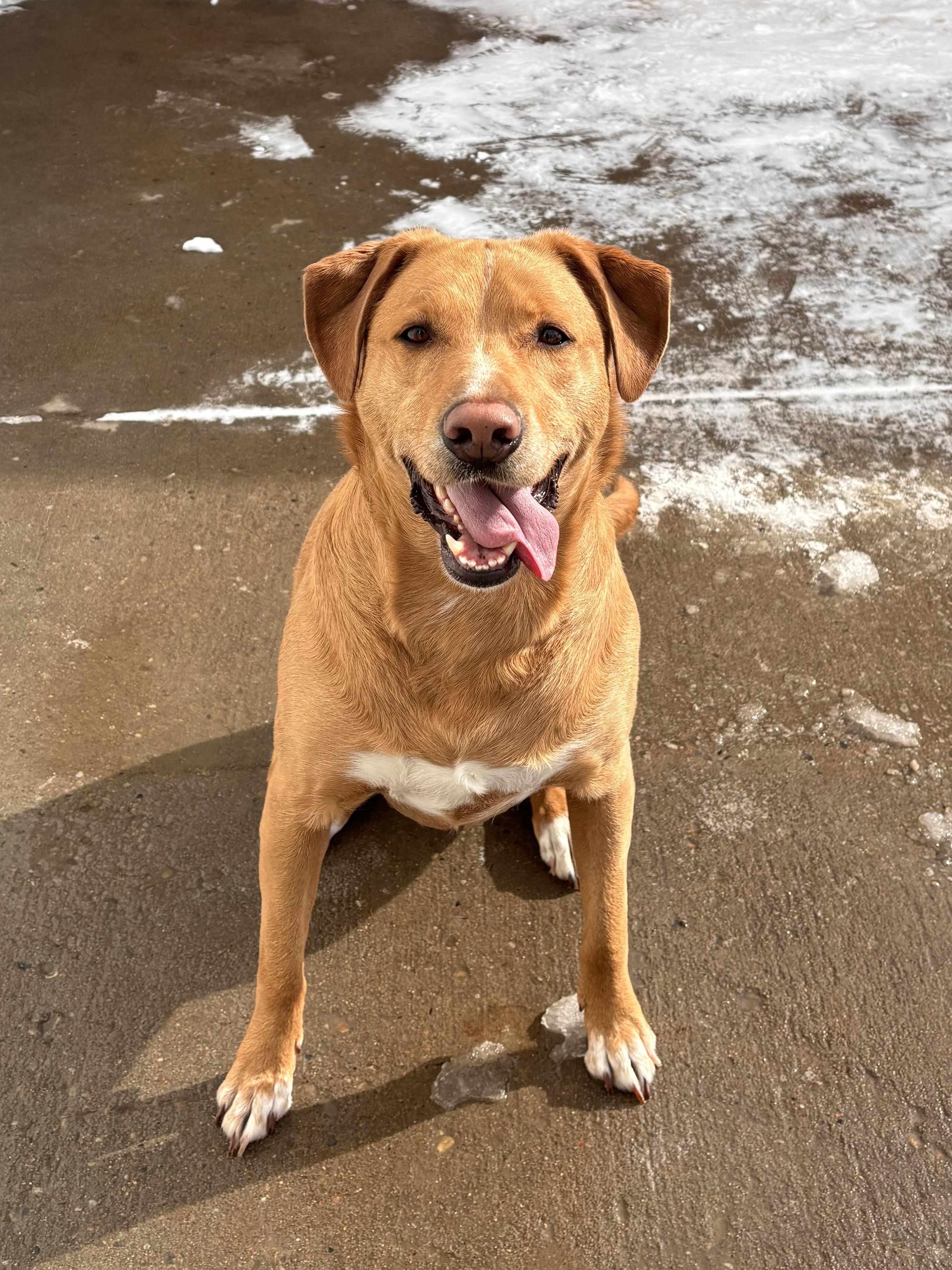Enlarge Piper, a Adoptable mixed breed in Edmonton, AB image 2/4
