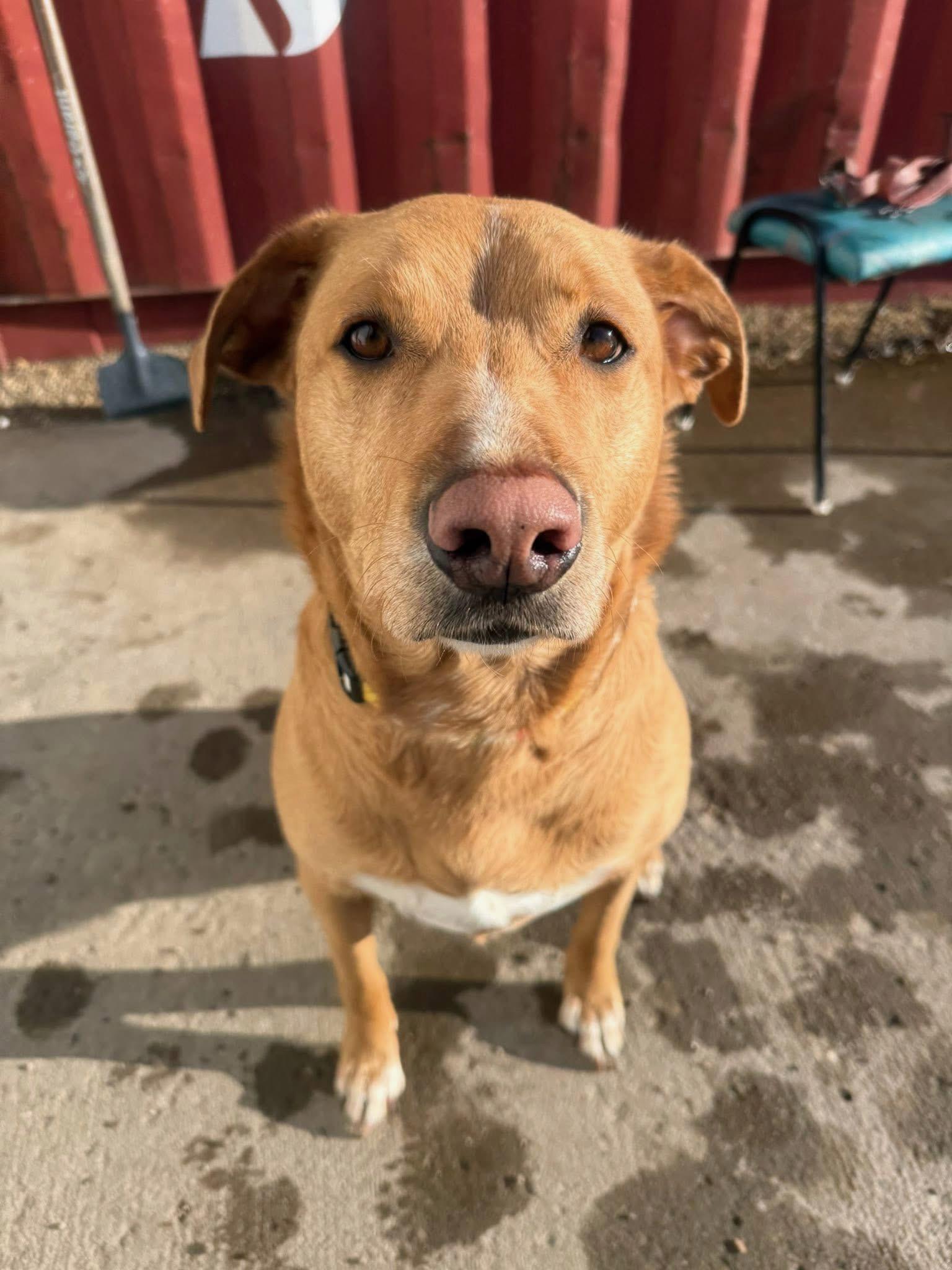 Enlarge Piper, a Adoptable mixed breed in Edmonton, AB image 1/4