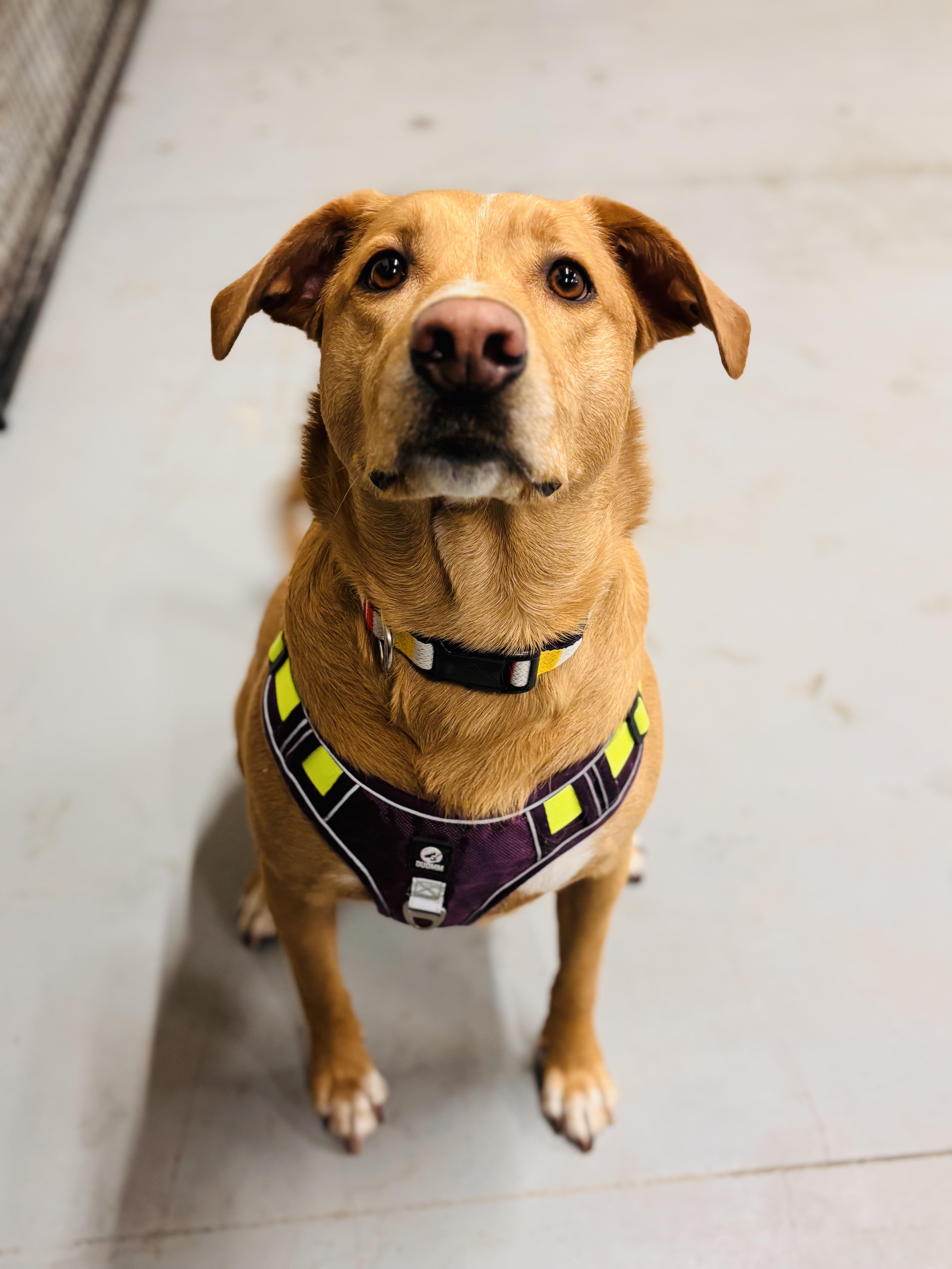 Enlarge Piper, a Adoptable mixed breed in Edmonton, AB image 4/4