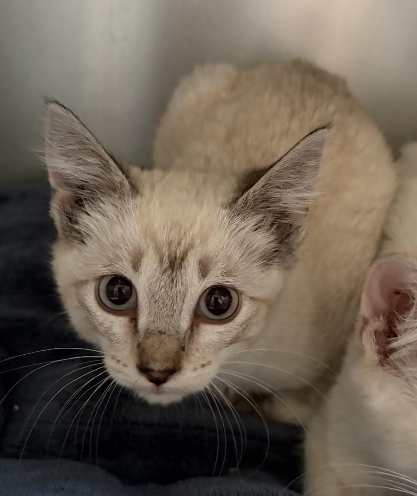 Cobalt, Adoptable, Kitten Male Domestic Short Hair.