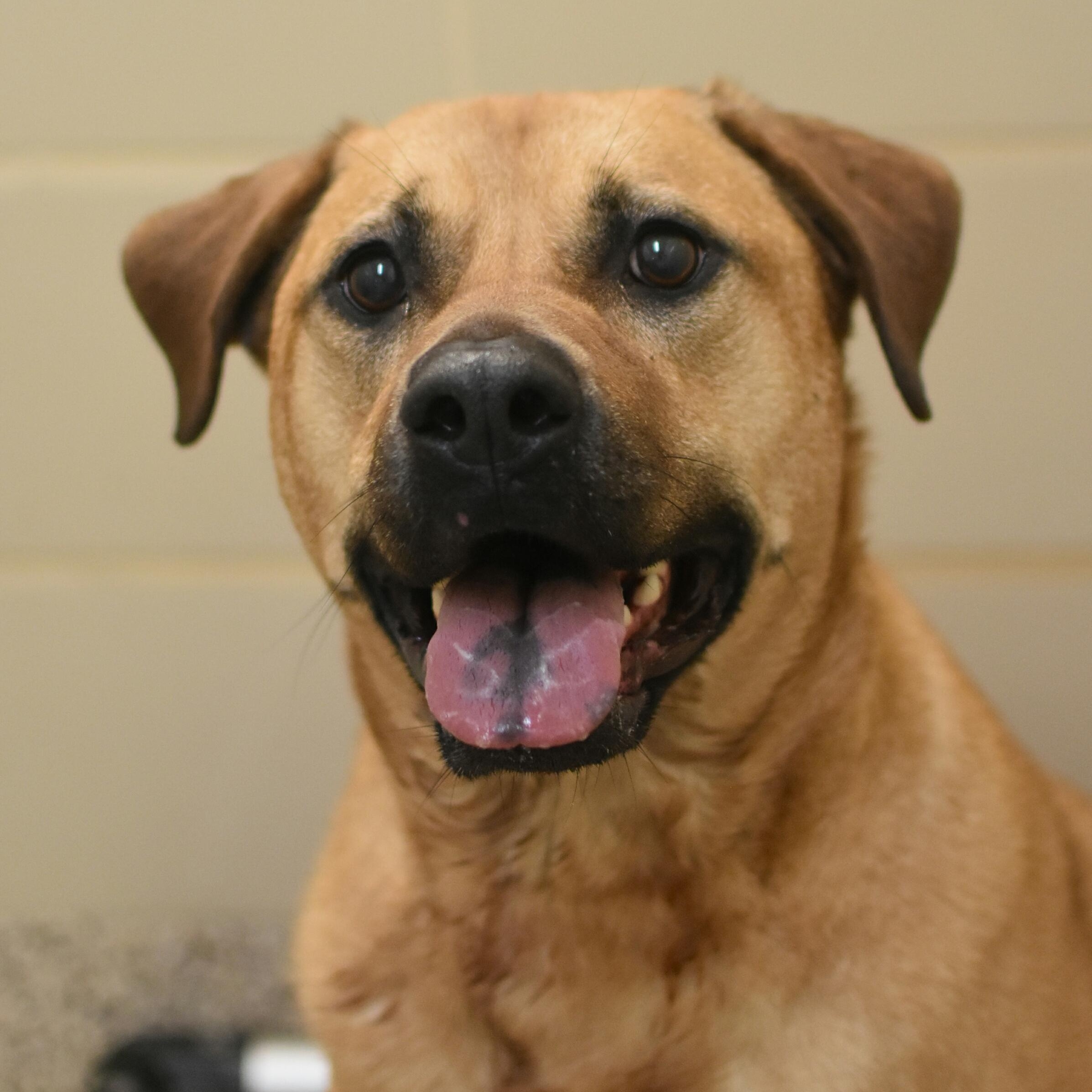 Enlarge Bass 29304, a ADOPTABLE mixed breed in Aiken, SC image 1/1