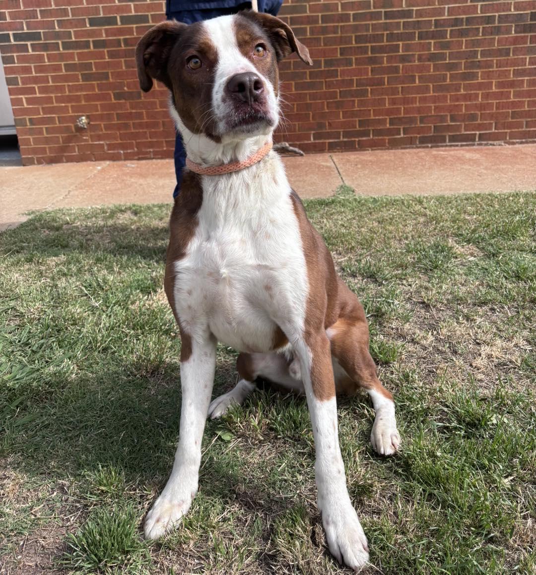 Harvey, ADOPTABLE, Adult Male Pit Bull Terrier & Labrador Retriever.